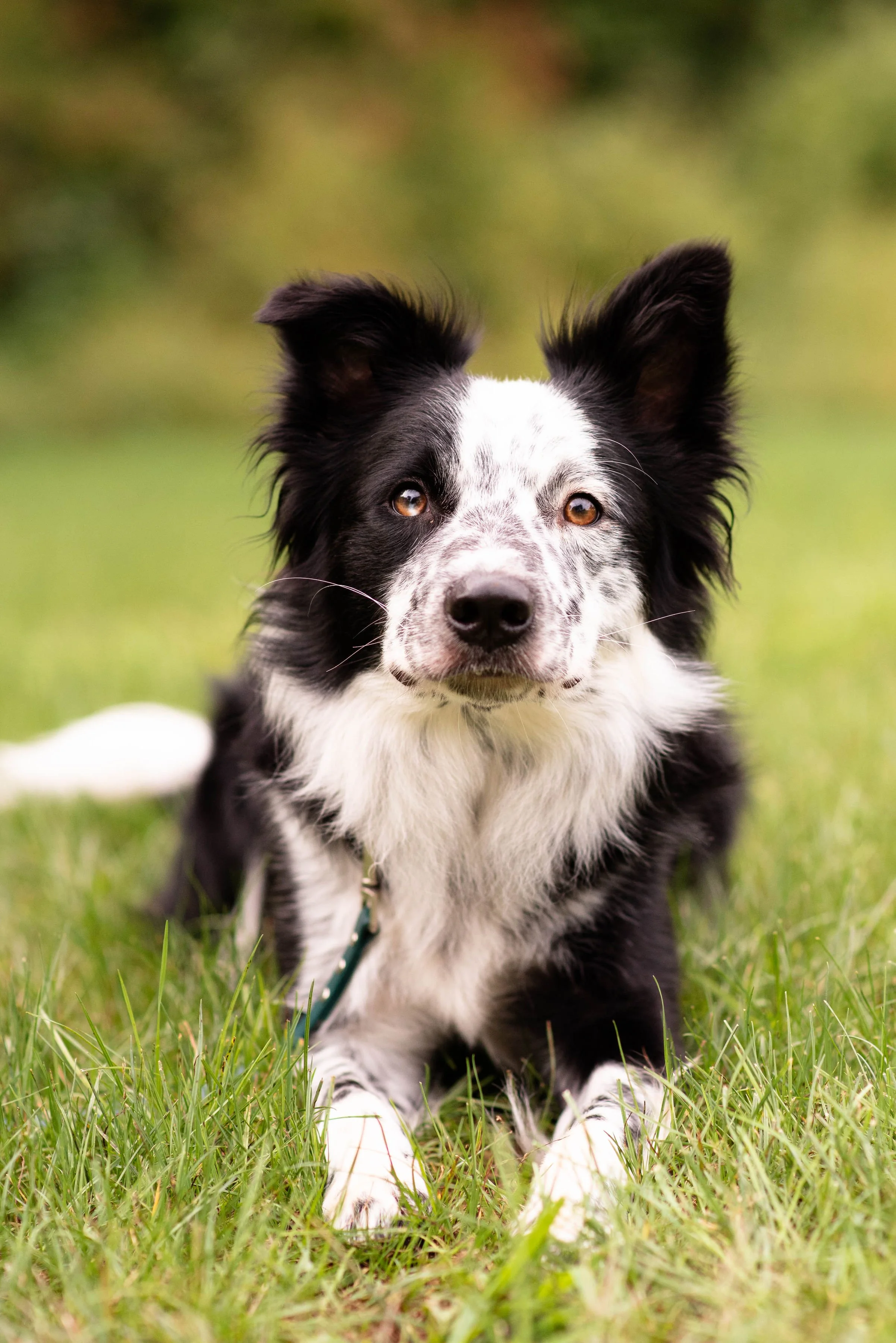 Summer Fun (And Challenges): Help Your Dog, And You, Thrive This Season
