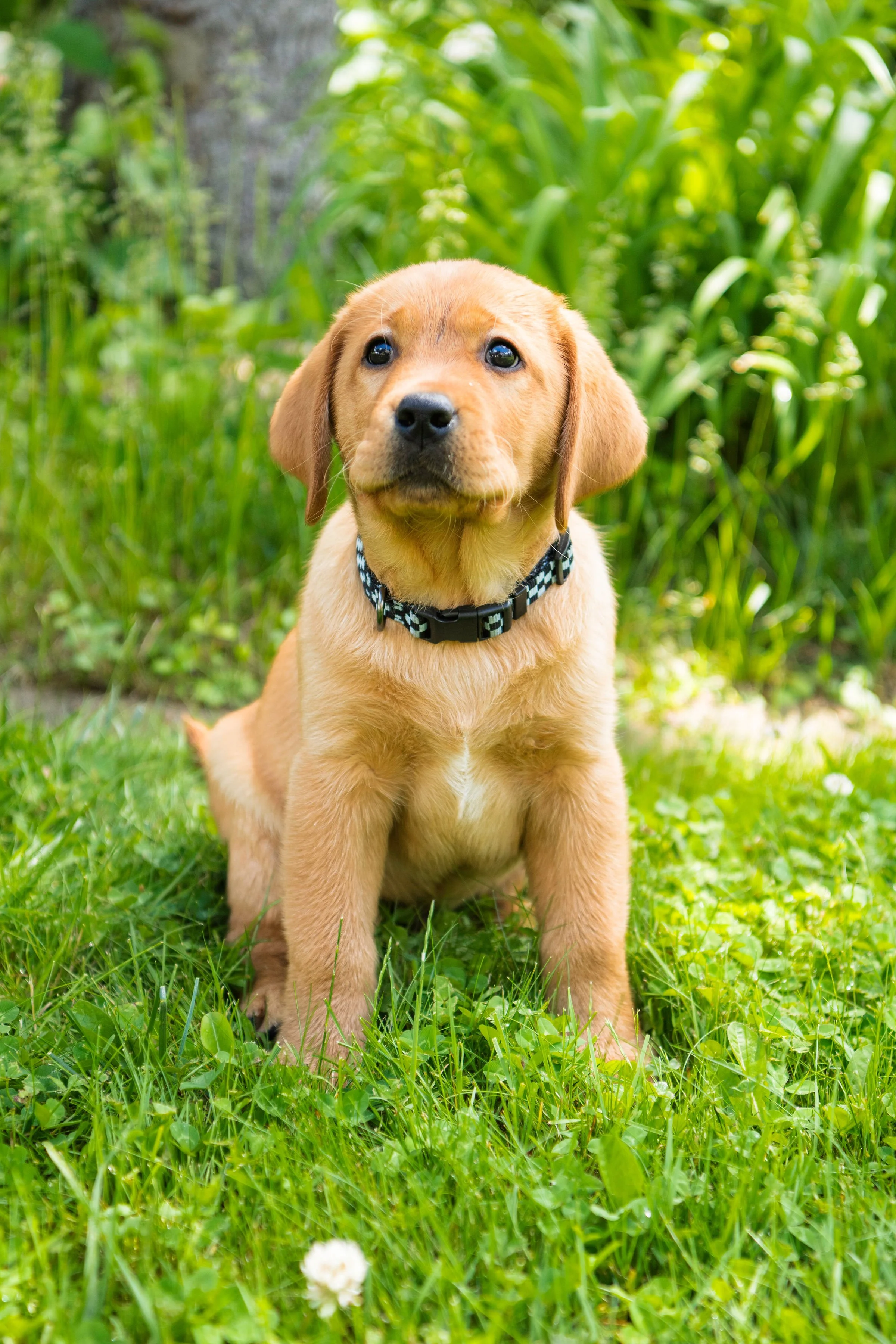 Everything New Puppy Parents Should Know For Those First Weeks!