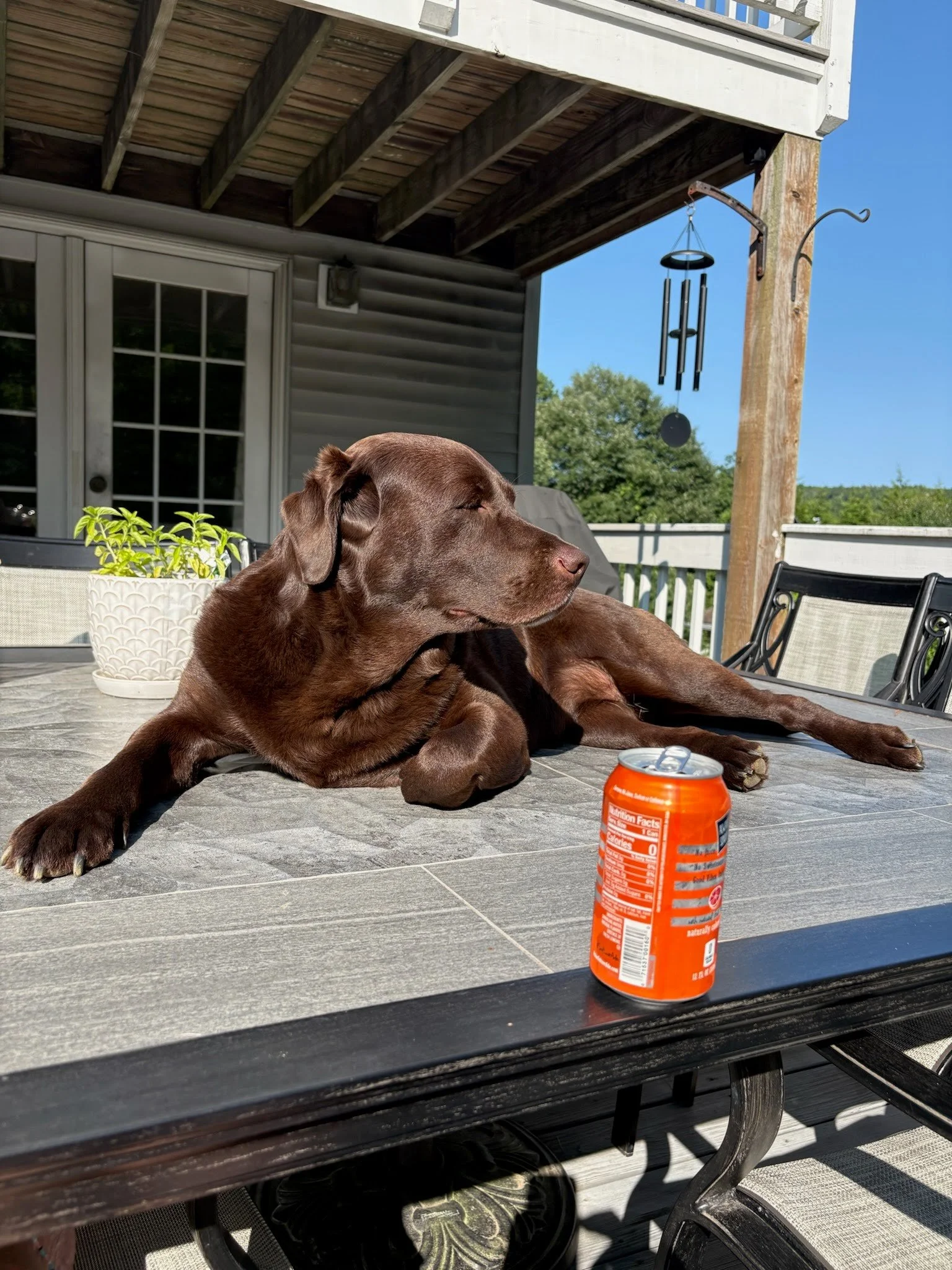 Has Your Adolescent Dog Suddenly Stopped Listening?