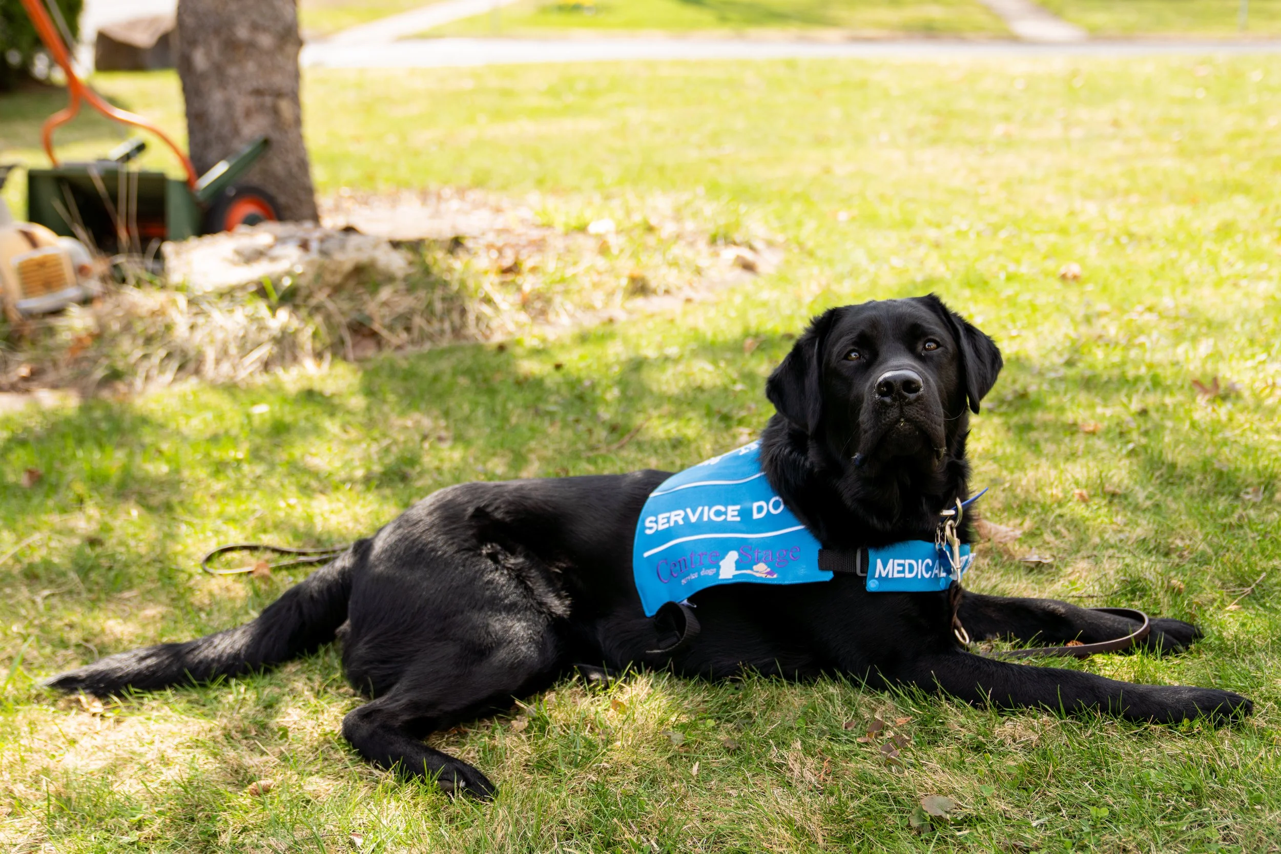 More Than a Service Dog: Celebrating Service Dog Partnerships&nbsp;during National Service Dog Month