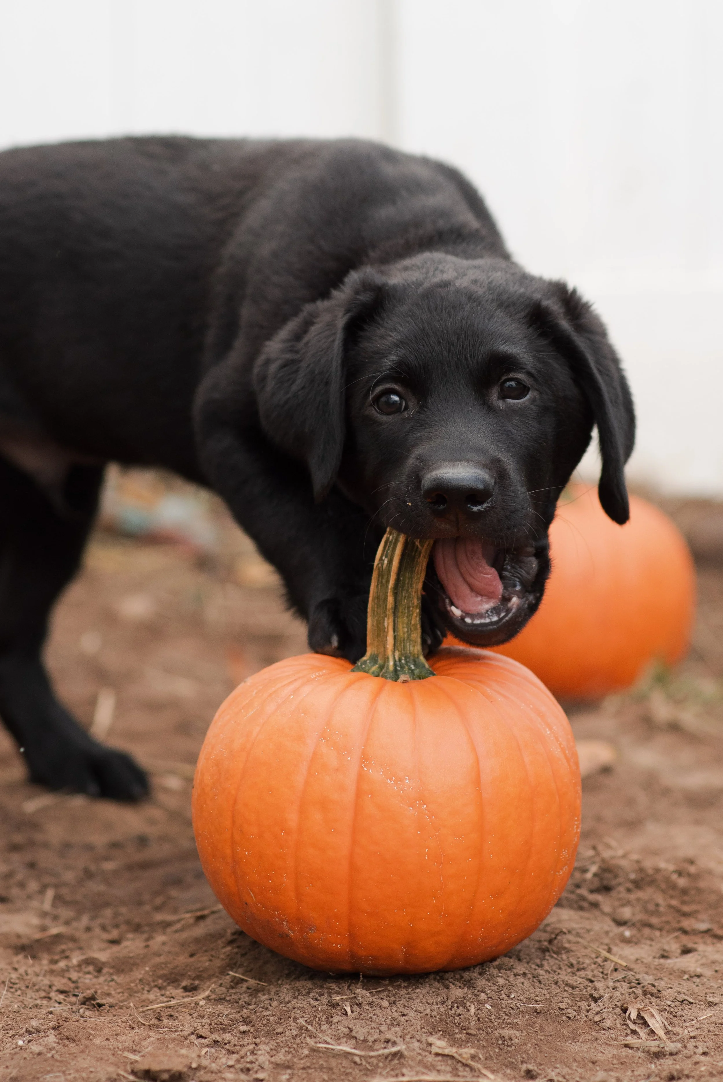 Halloween Doesn’t Have to Be Spooky for Your Dog!