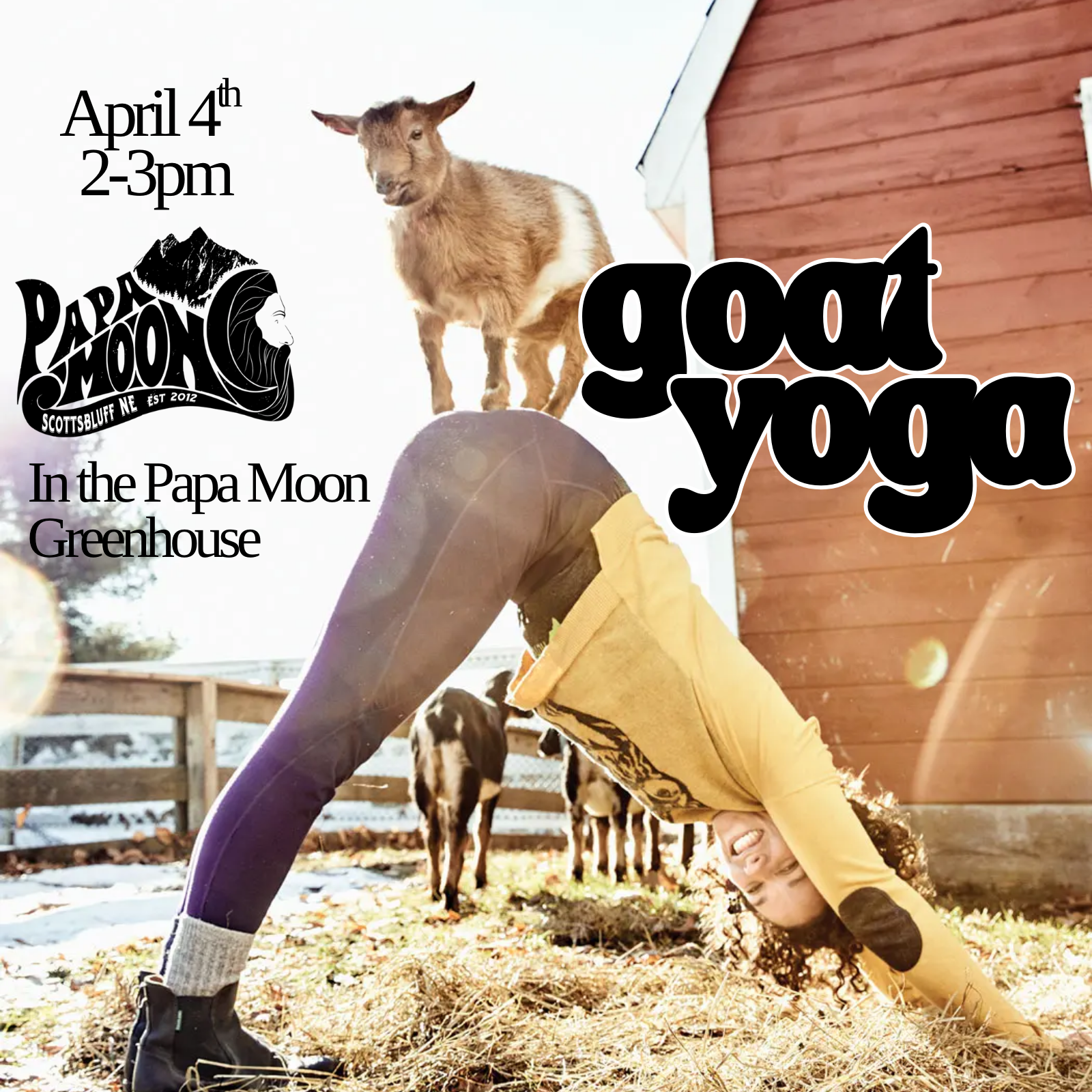 Goat Yoga