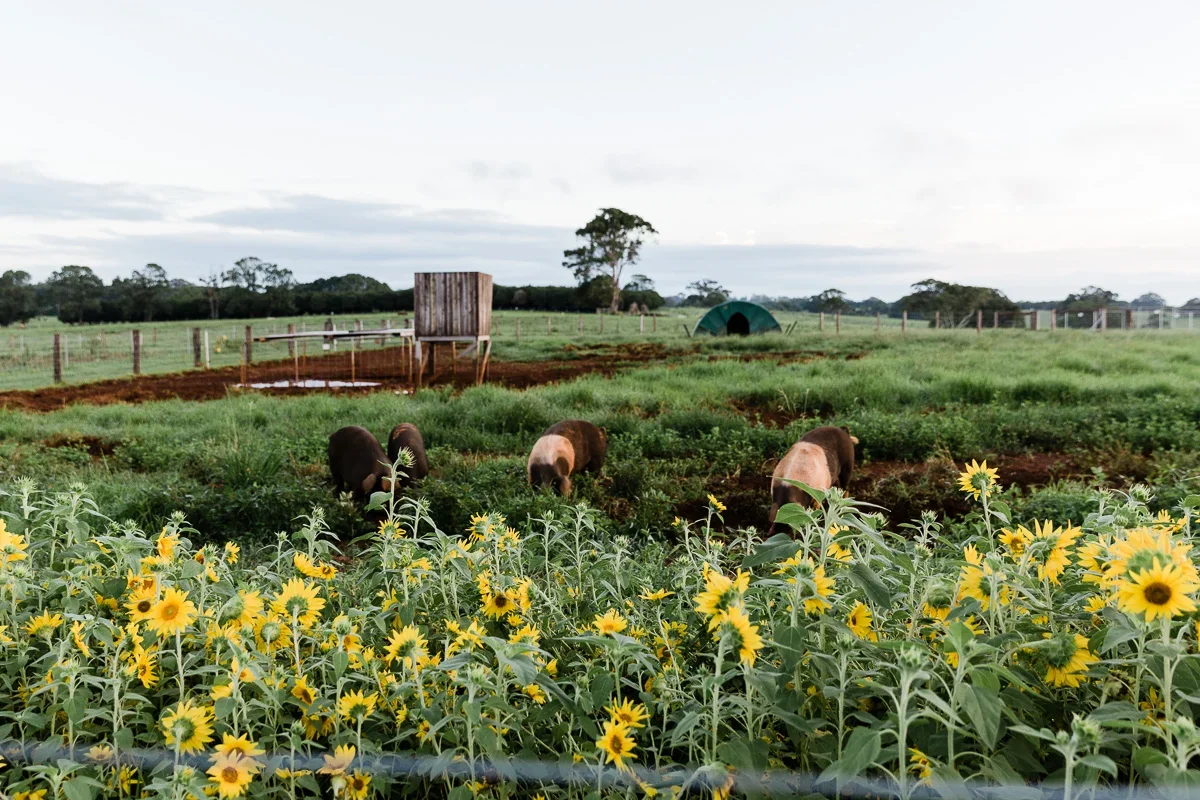 Country social event