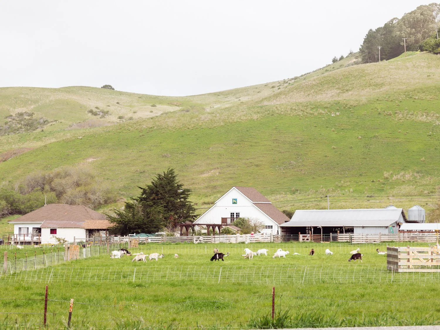 Best Things To Do in Pescadero, California