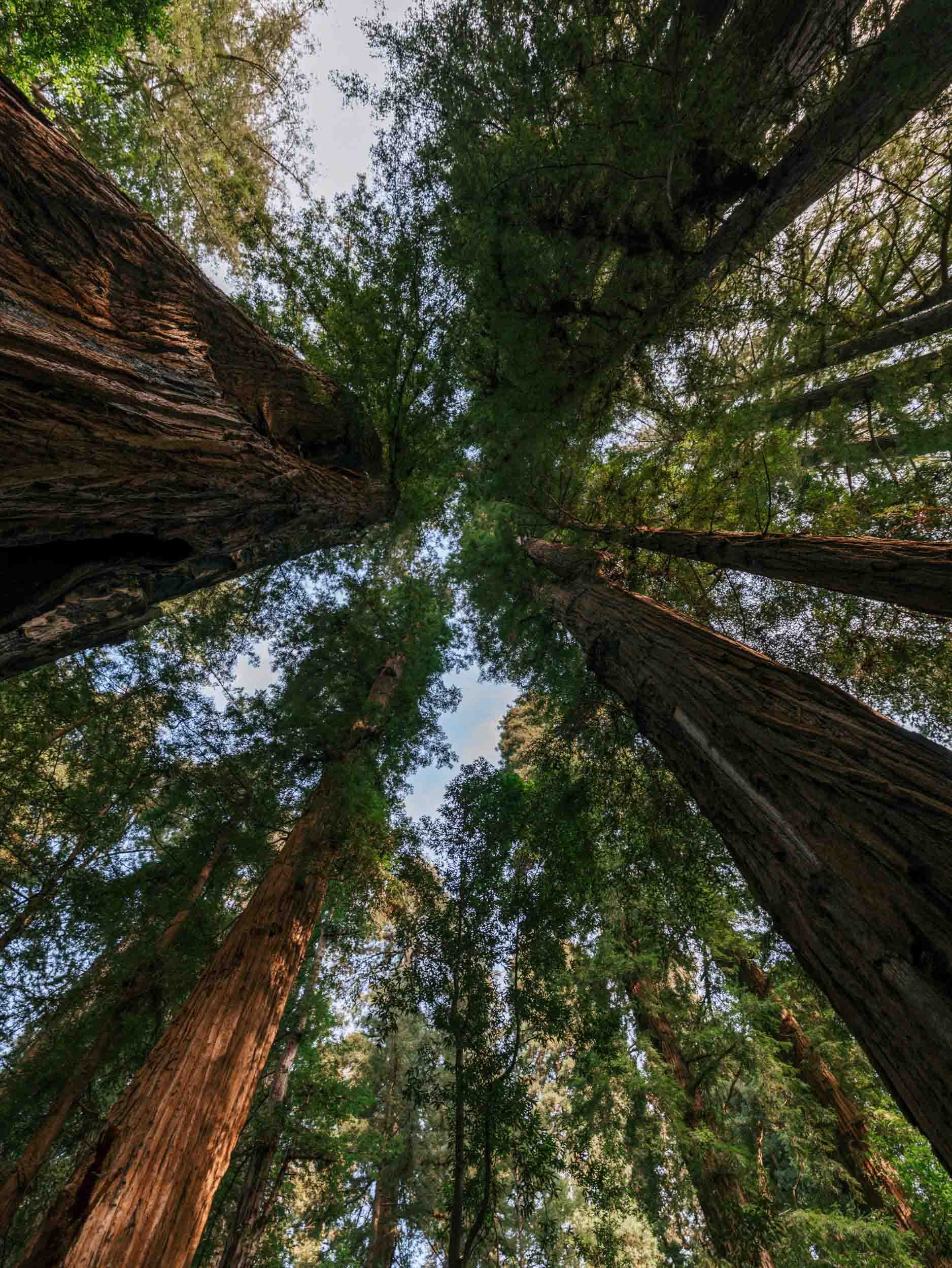 Unique Things to Do in California - Felton