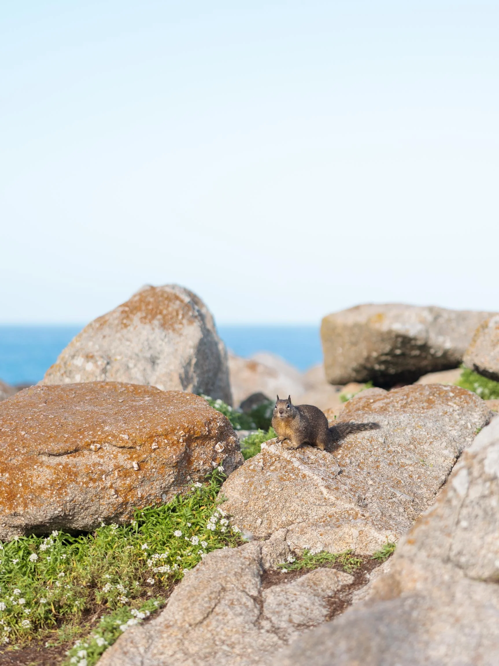 How To Spend a Weekend in Pacific Grove, California
