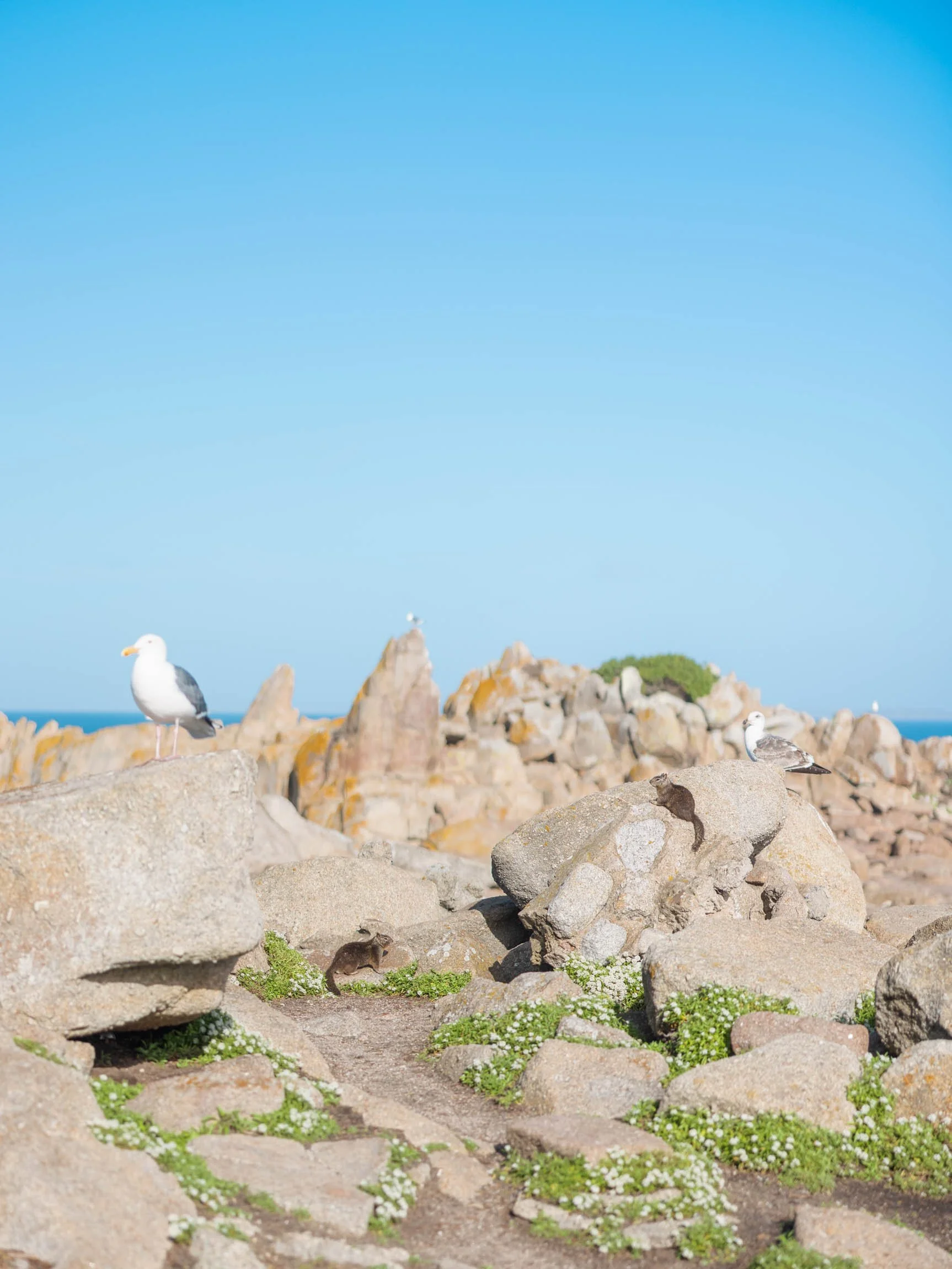 How To Spend a Weekend in Pacific Grove, California