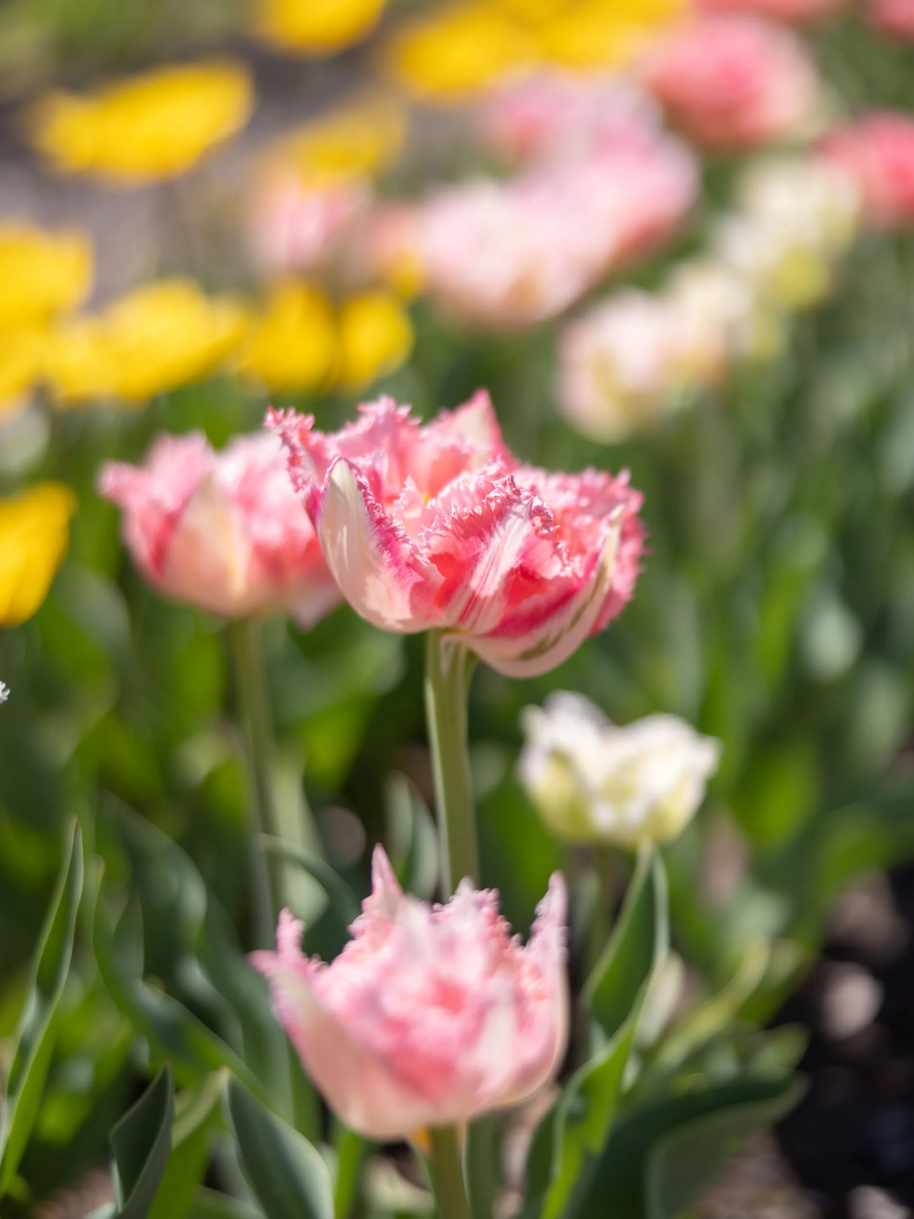 Guide to Filoli Historic House &amp; Garden