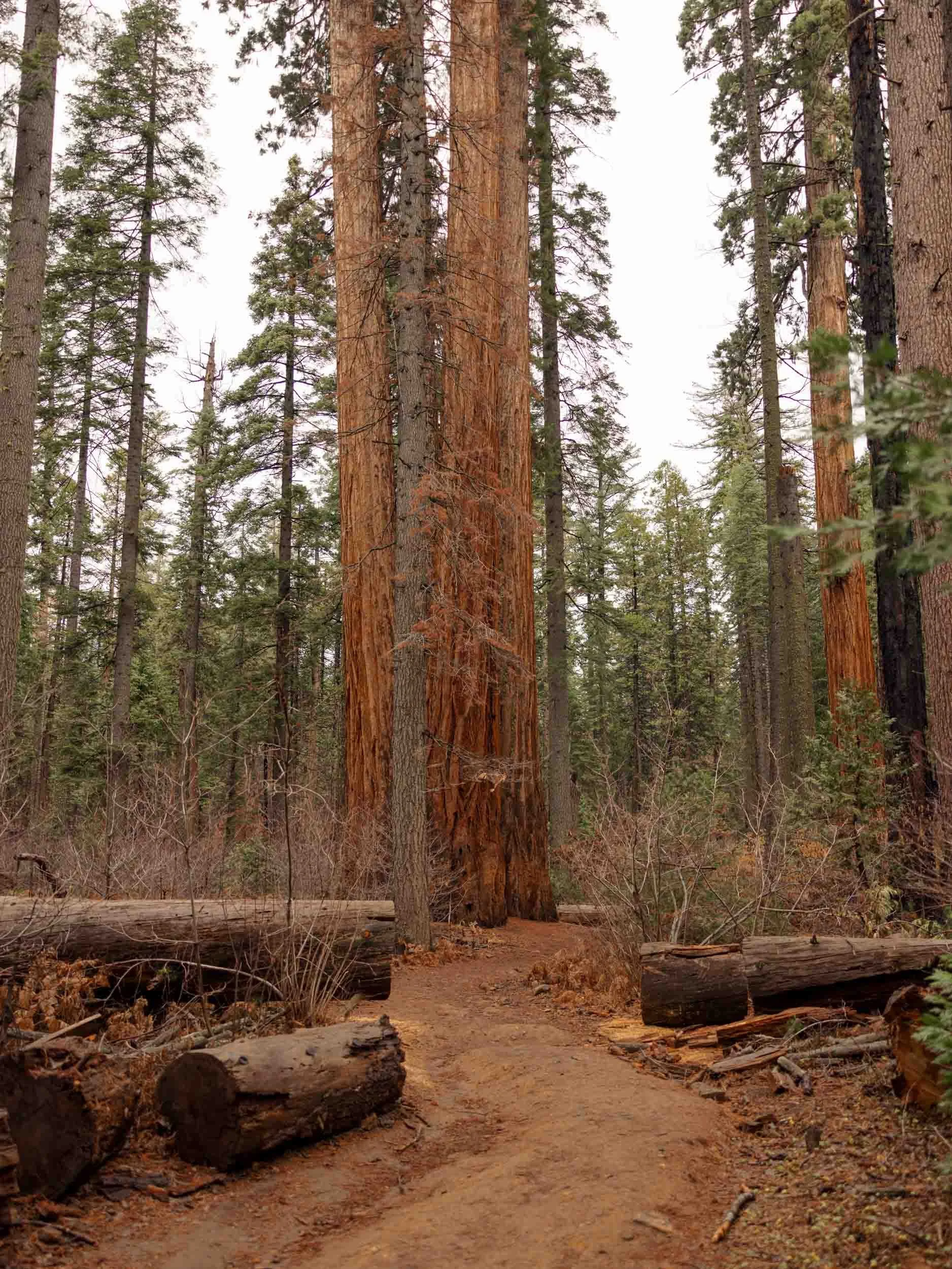 Most Beautiful Places in California to Visit – Calaveras Big Trees