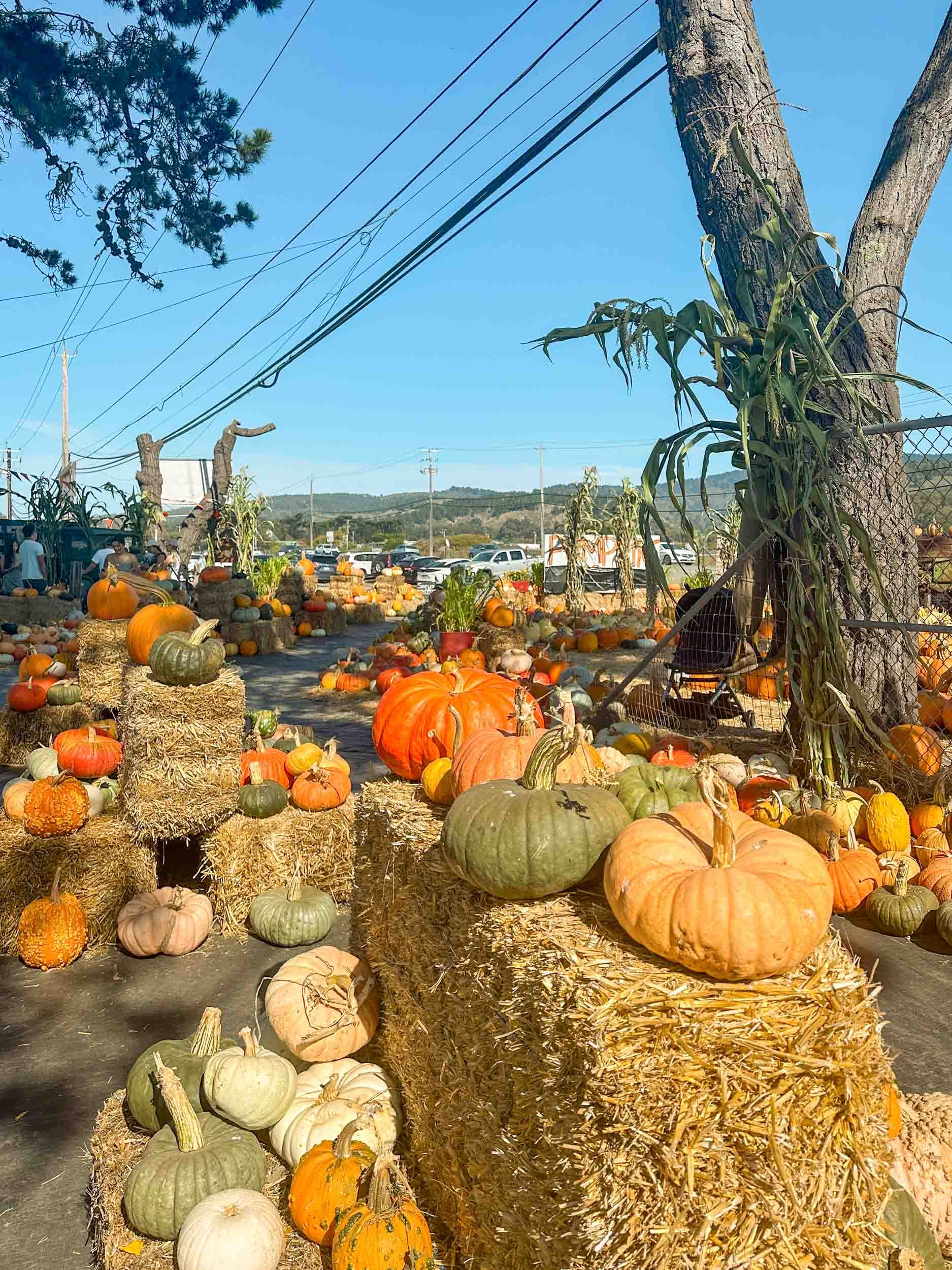 Pumpkin Patches in Half Moon Bay – Andreotti Farms