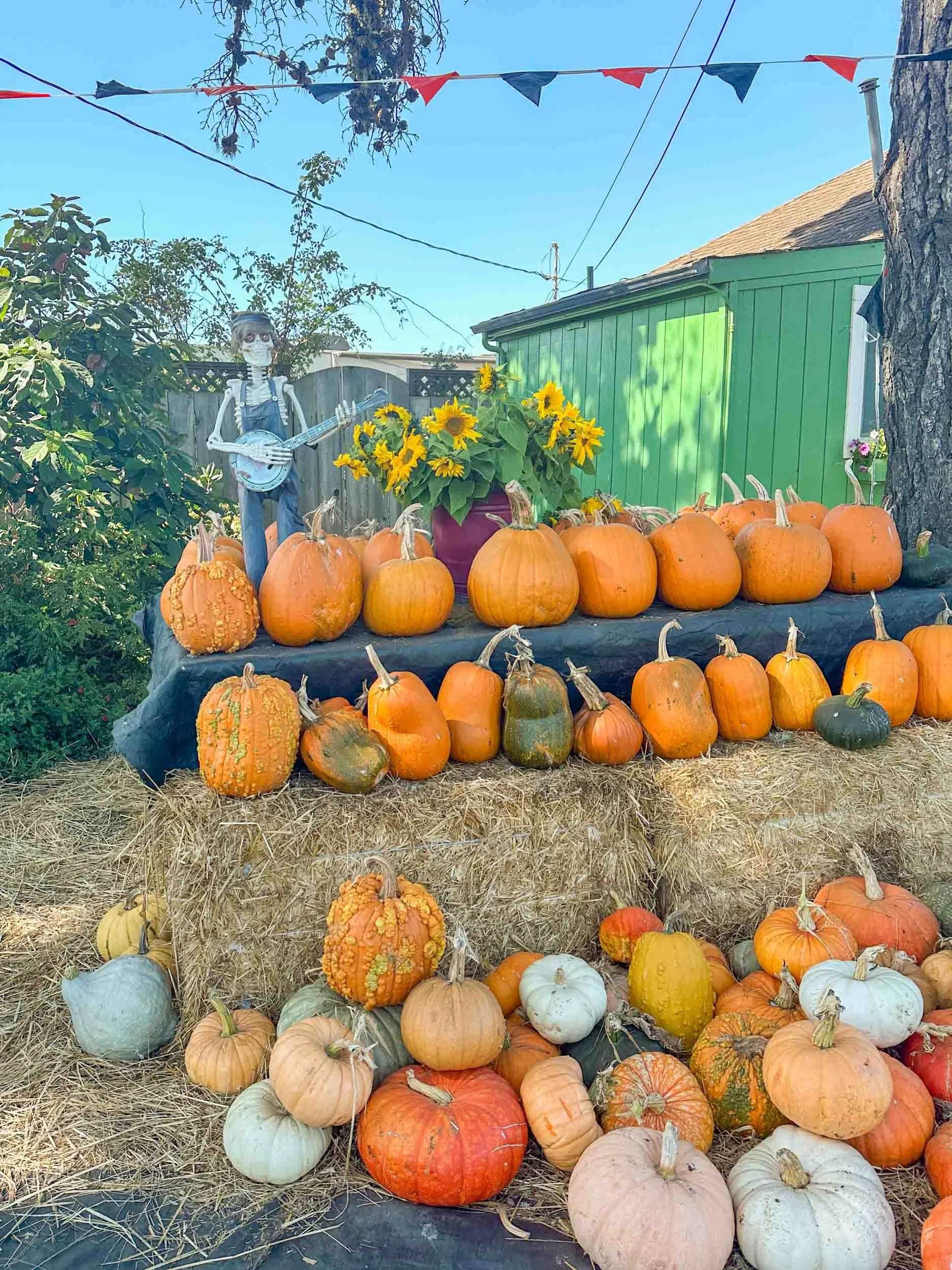 Pumpkin Patches in Half Moon Bay – Andreotti Farms