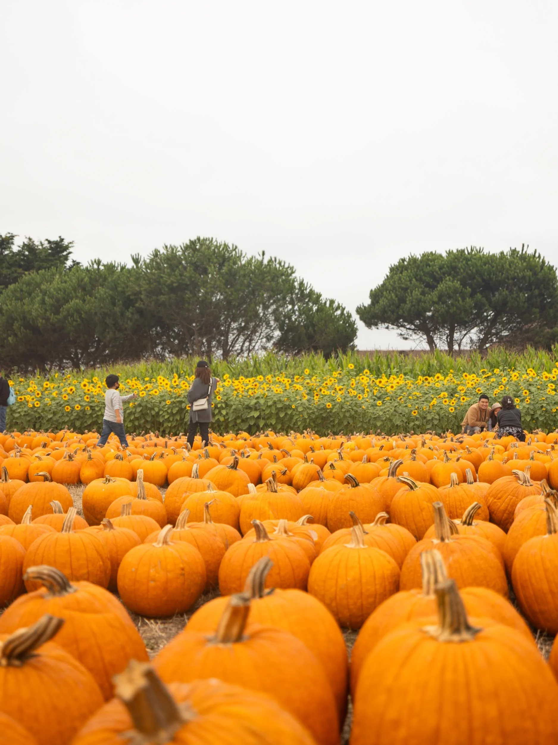 Pumpkin Patches in Half Moon Bay