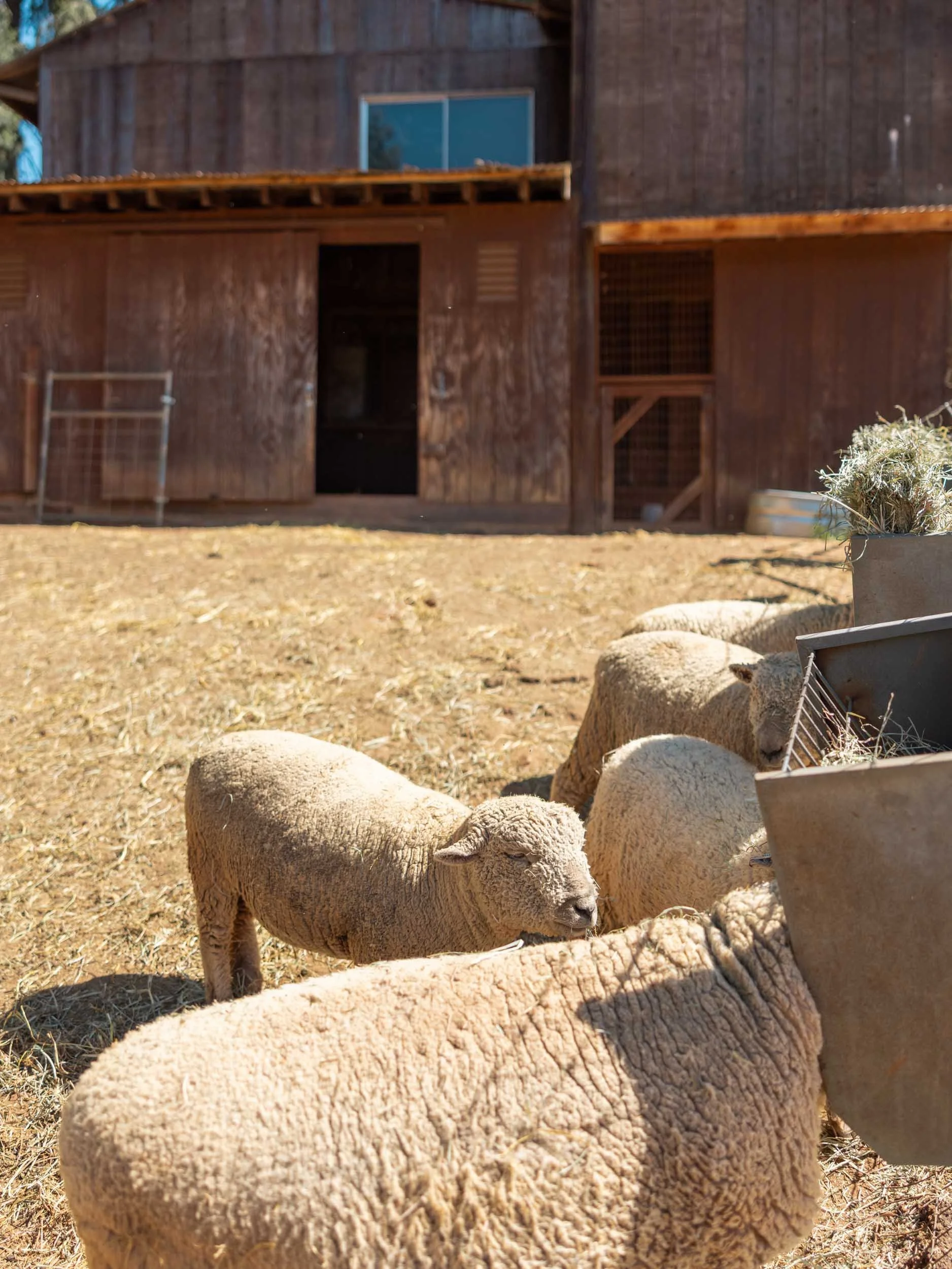 Ultimate Guide to Apple Hill, California