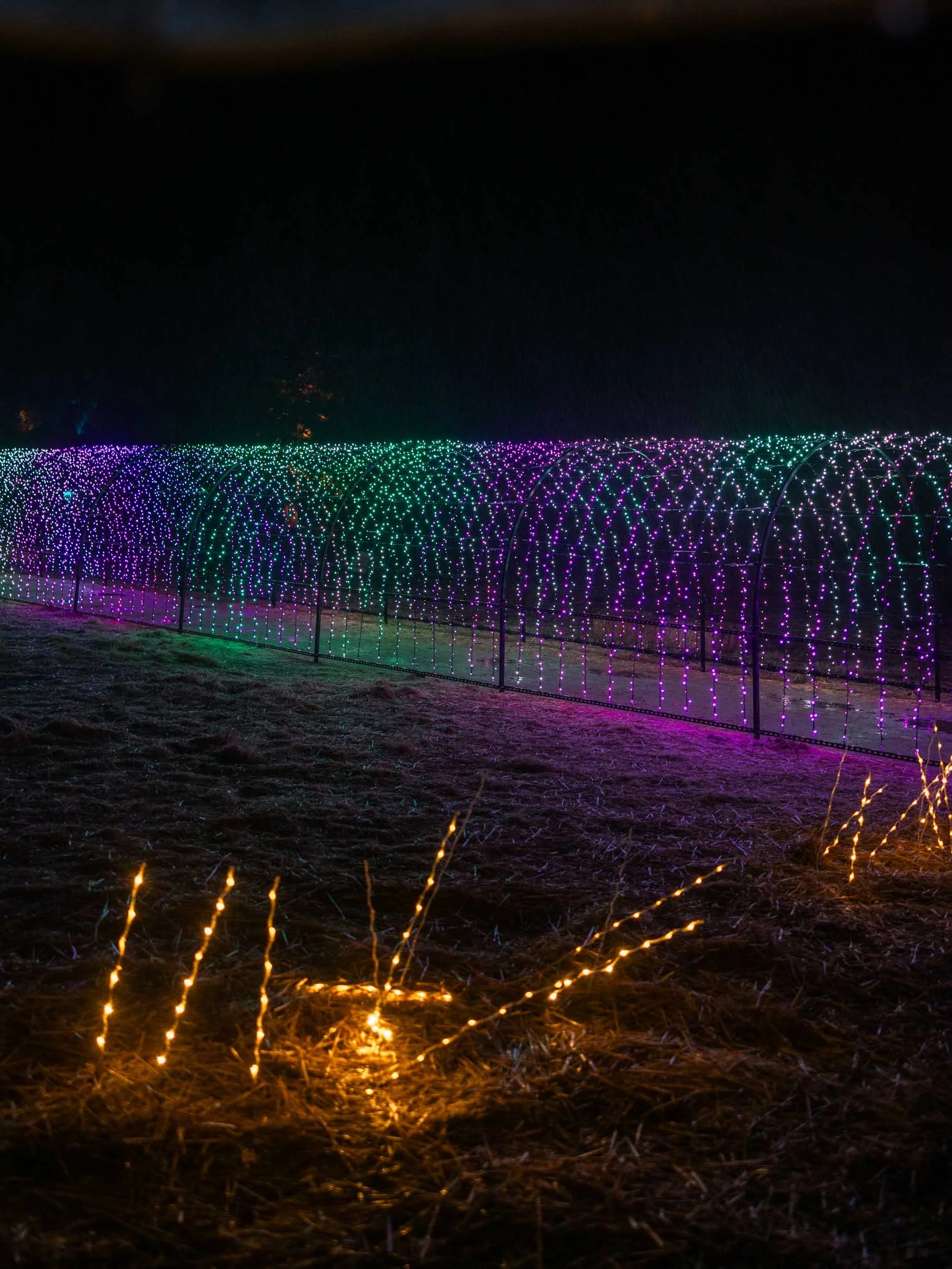 Holidays at Filoli: Festive Christmas Lights in the Bay Area