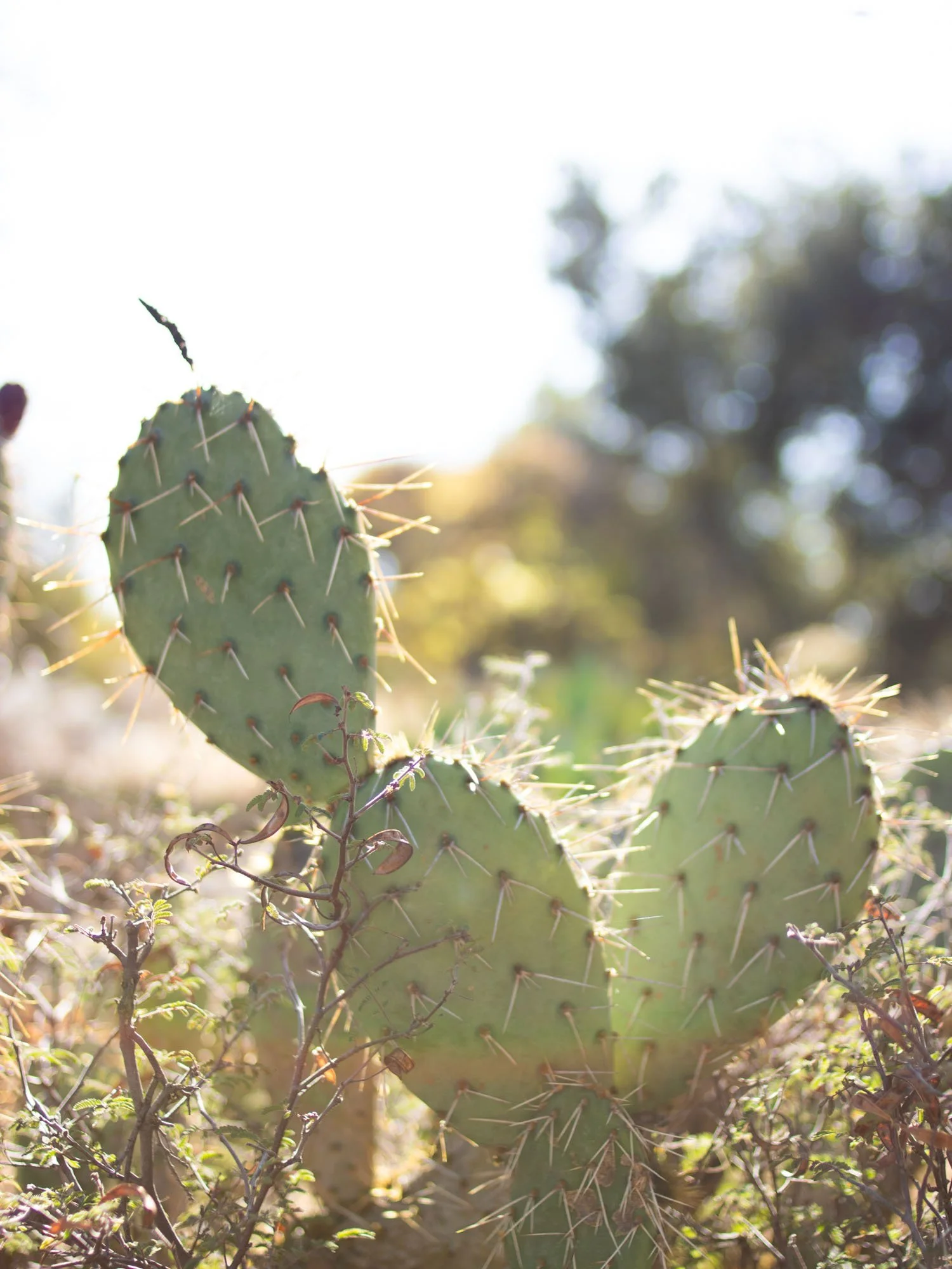 Santa Barbara in Winter: Reasons to Visit &amp; Things To Do