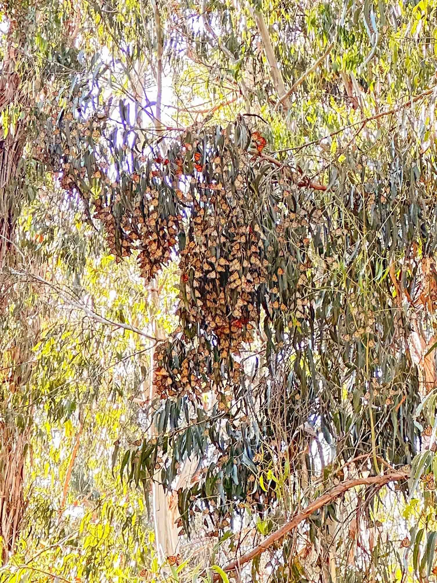 Santa Barbara in Winter: Reasons to Visit &amp; Things To Do