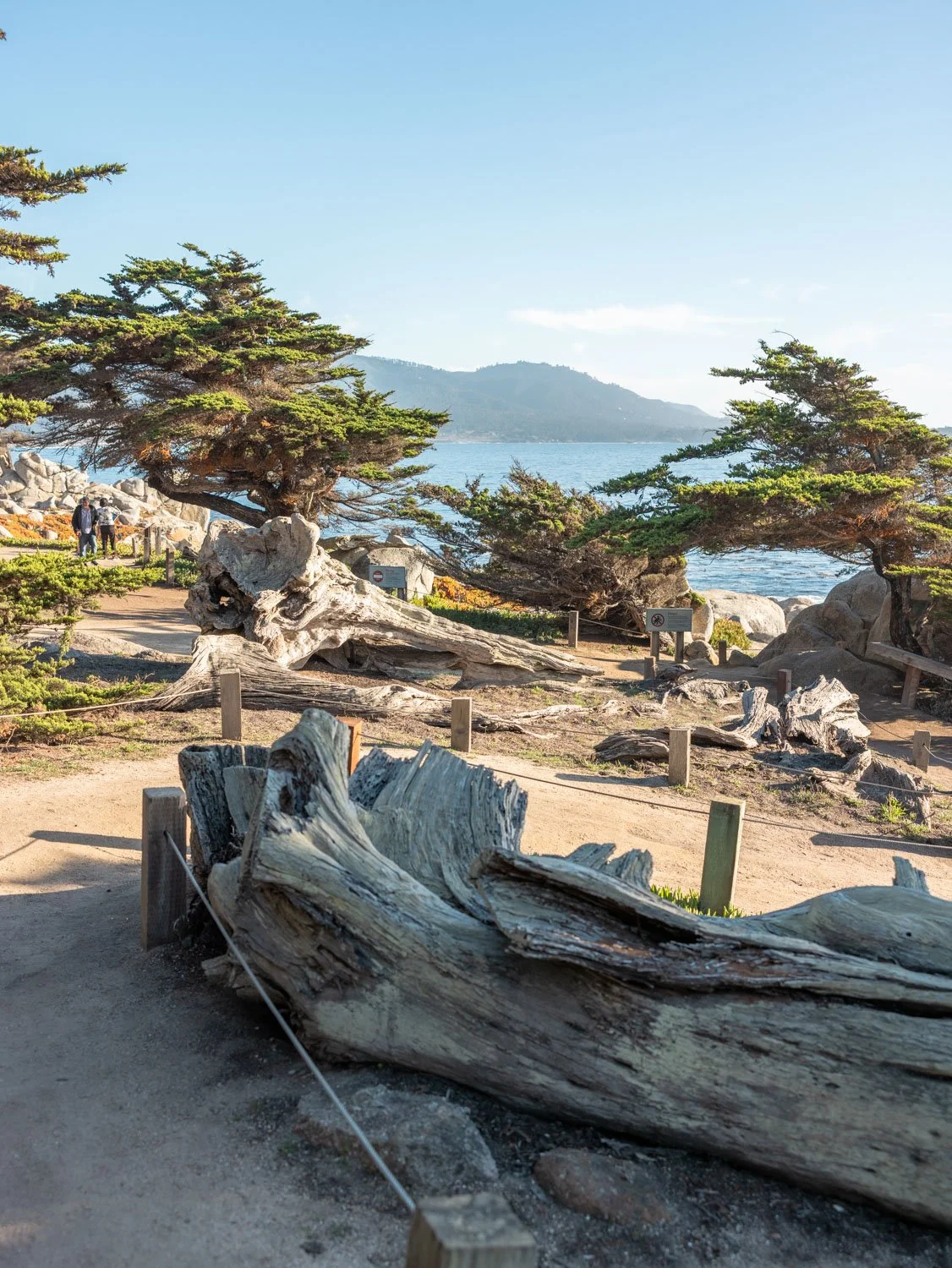 Guide to the 17-Mile Drive From Monterey to Carmel