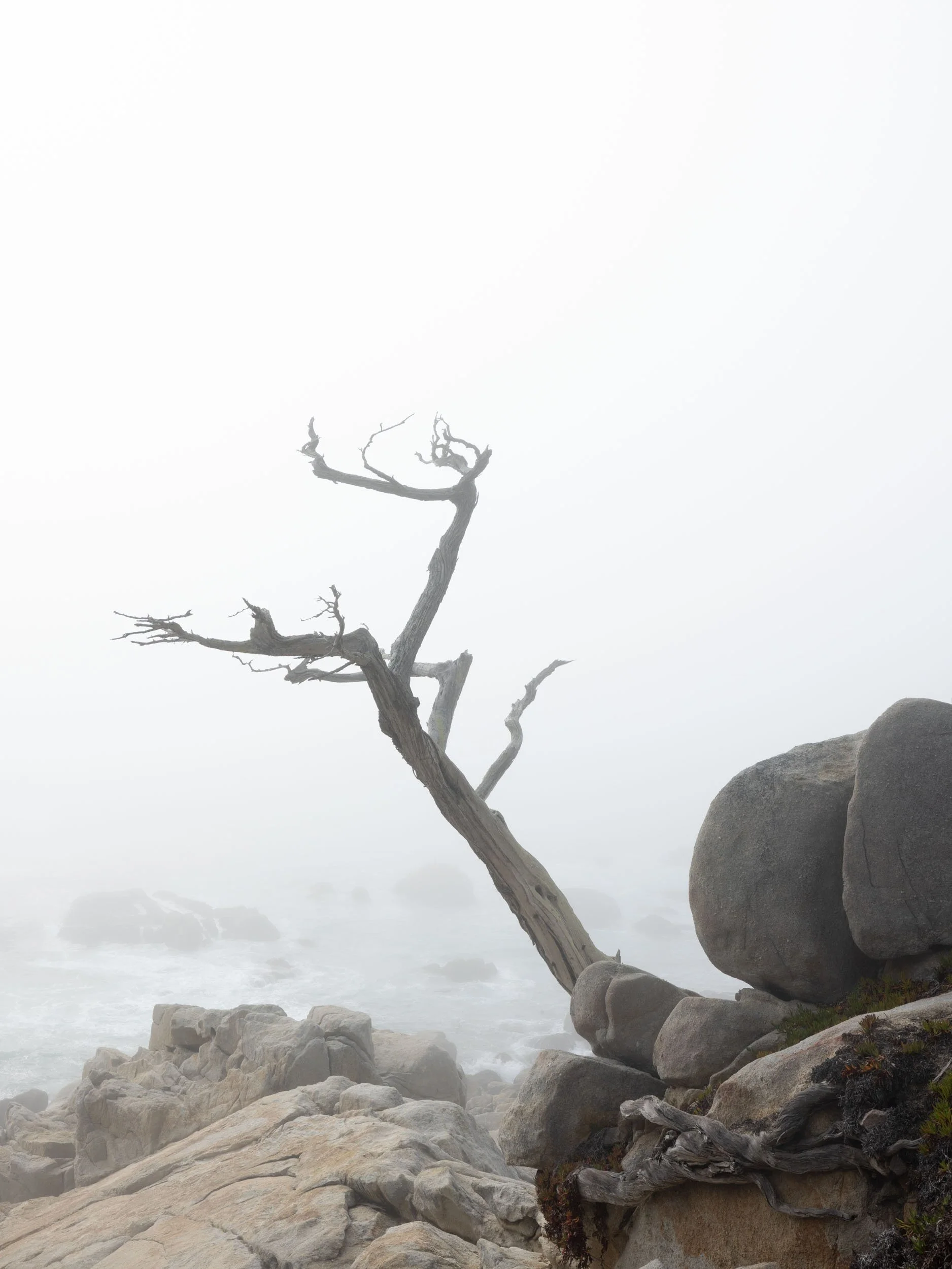 Guide to the 17-Mile Drive From Monterey to Carmel