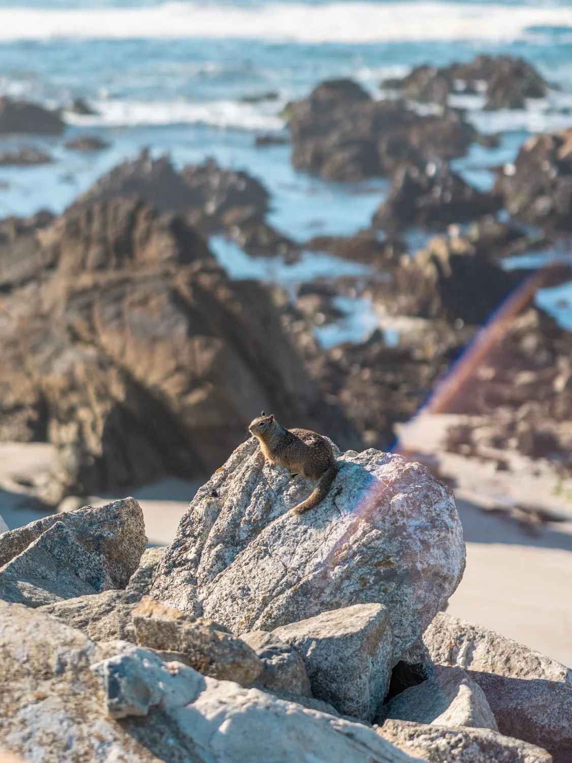 Guide to the 17-Mile Drive From Monterey to Carmel