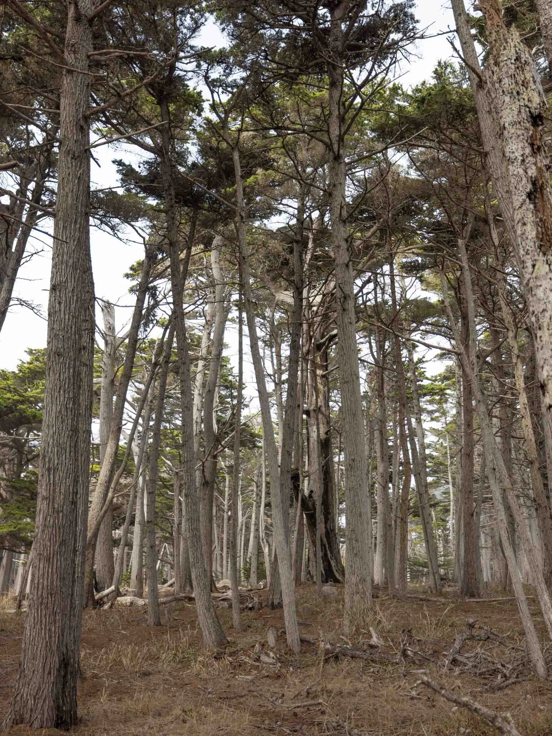 Guide to the 17-Mile Drive From Monterey to Carmel