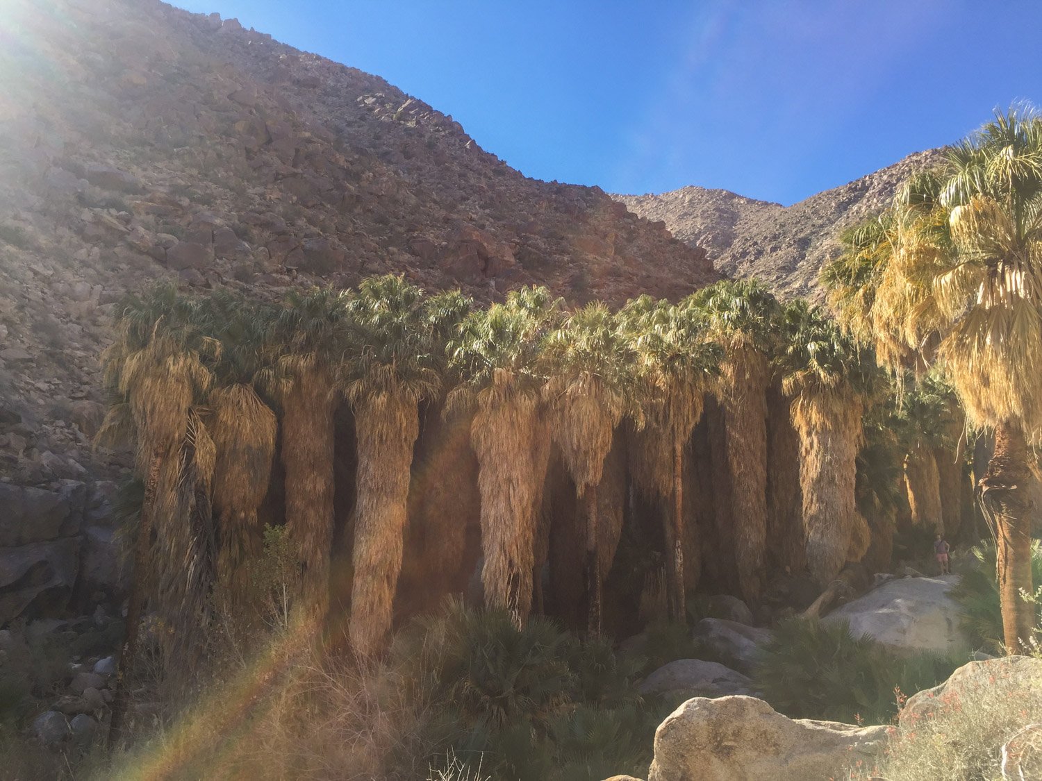 Places to Visit in California in Spring