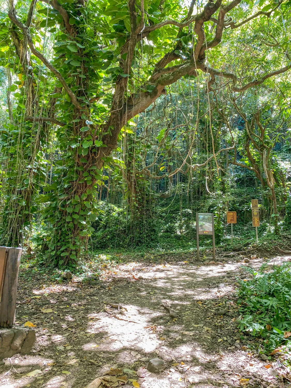  The Essential Kauai Travel Guide