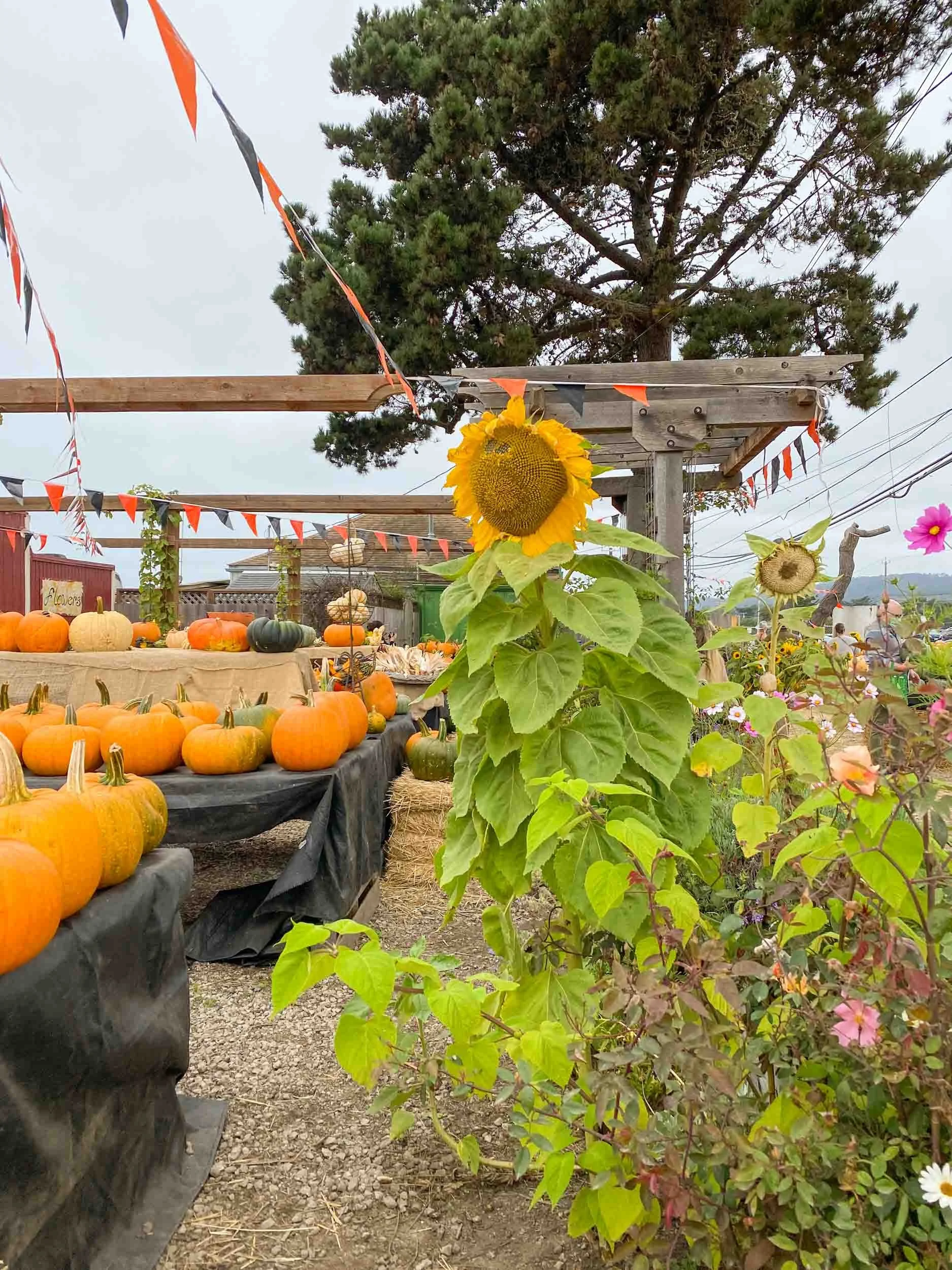 Best Things To Do in Half Moon Bay