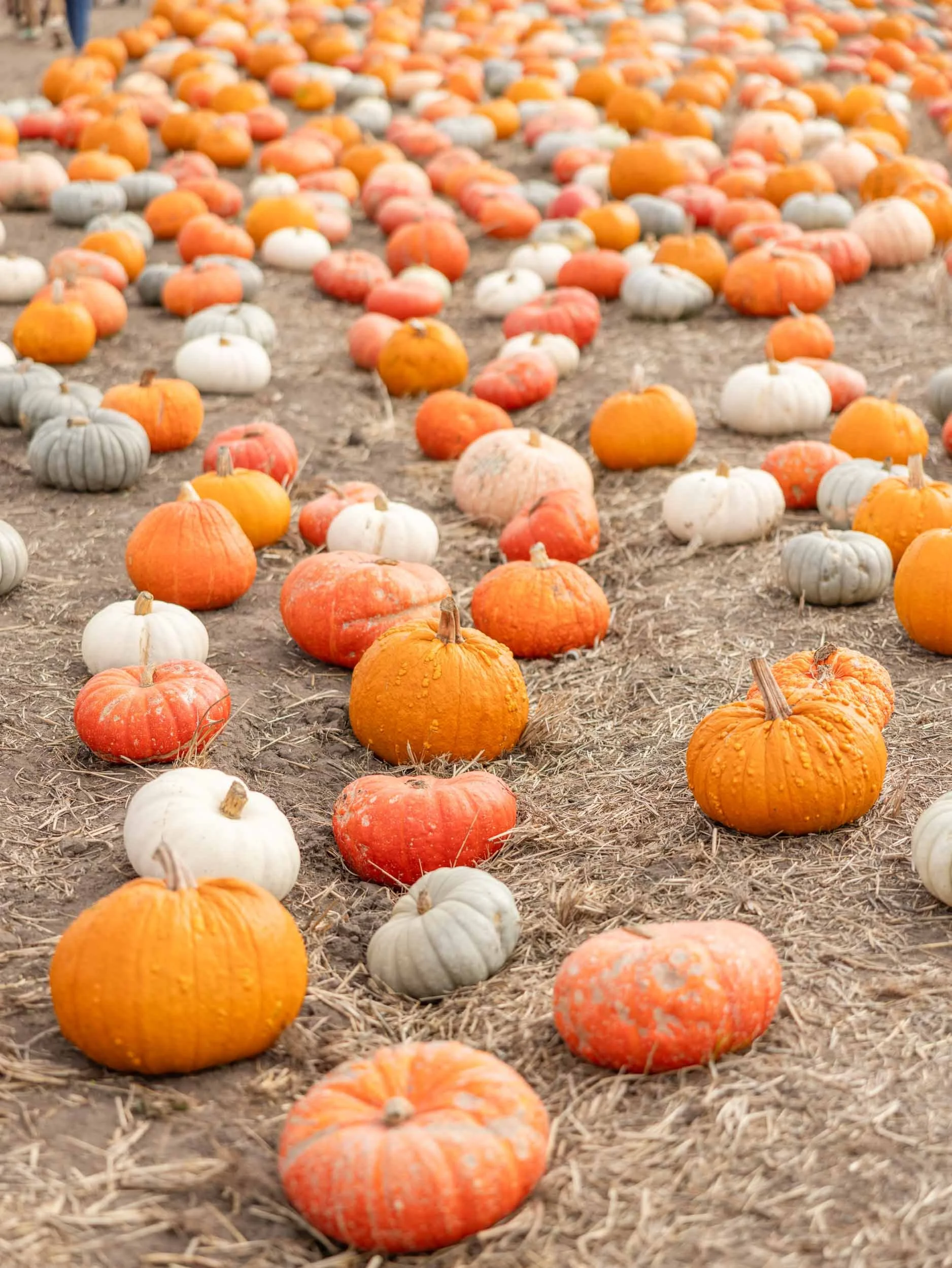 Best Things To Do in Pescadero, California