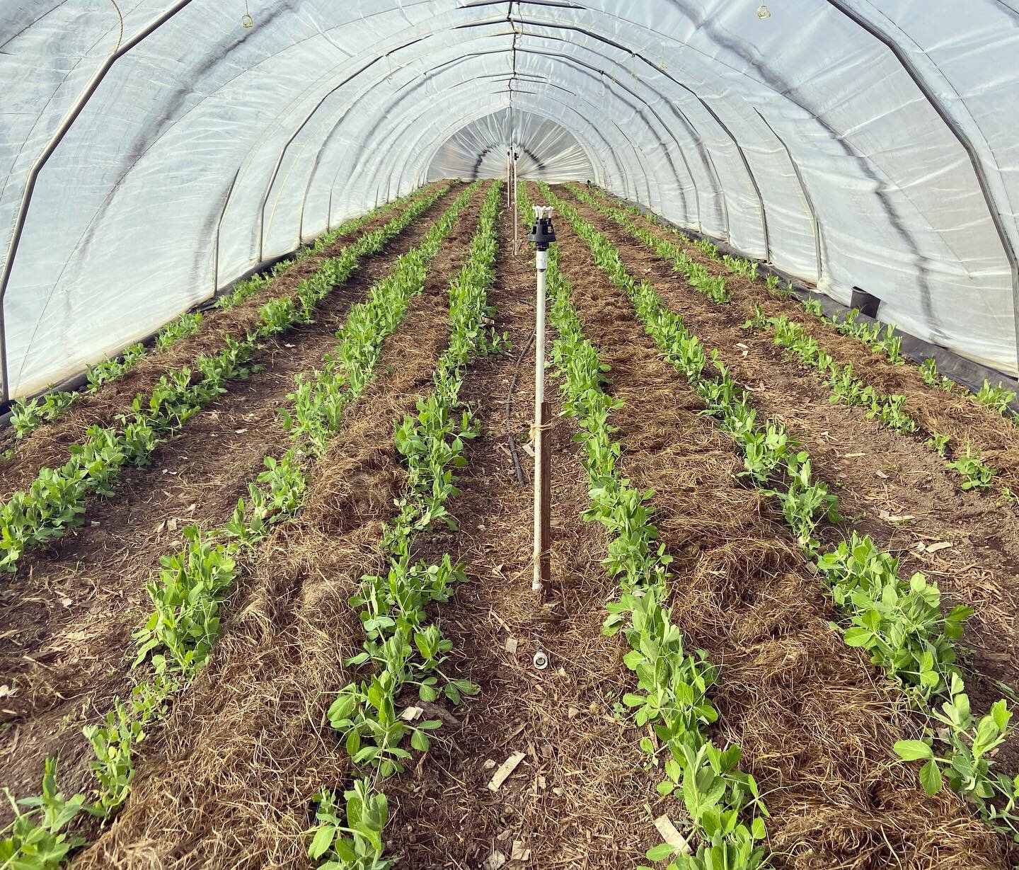 Now we wait! 🌱
.
.
.
#farmordie #sustainability #foodtotable #communitysupportedagriculture #canadianfarmers #notill #nodig #regenerativegrower #sustainableliving #marketgarden #growfoodnotlawns #youngfarmers #farmstrong #soillife #soilscience #esqu