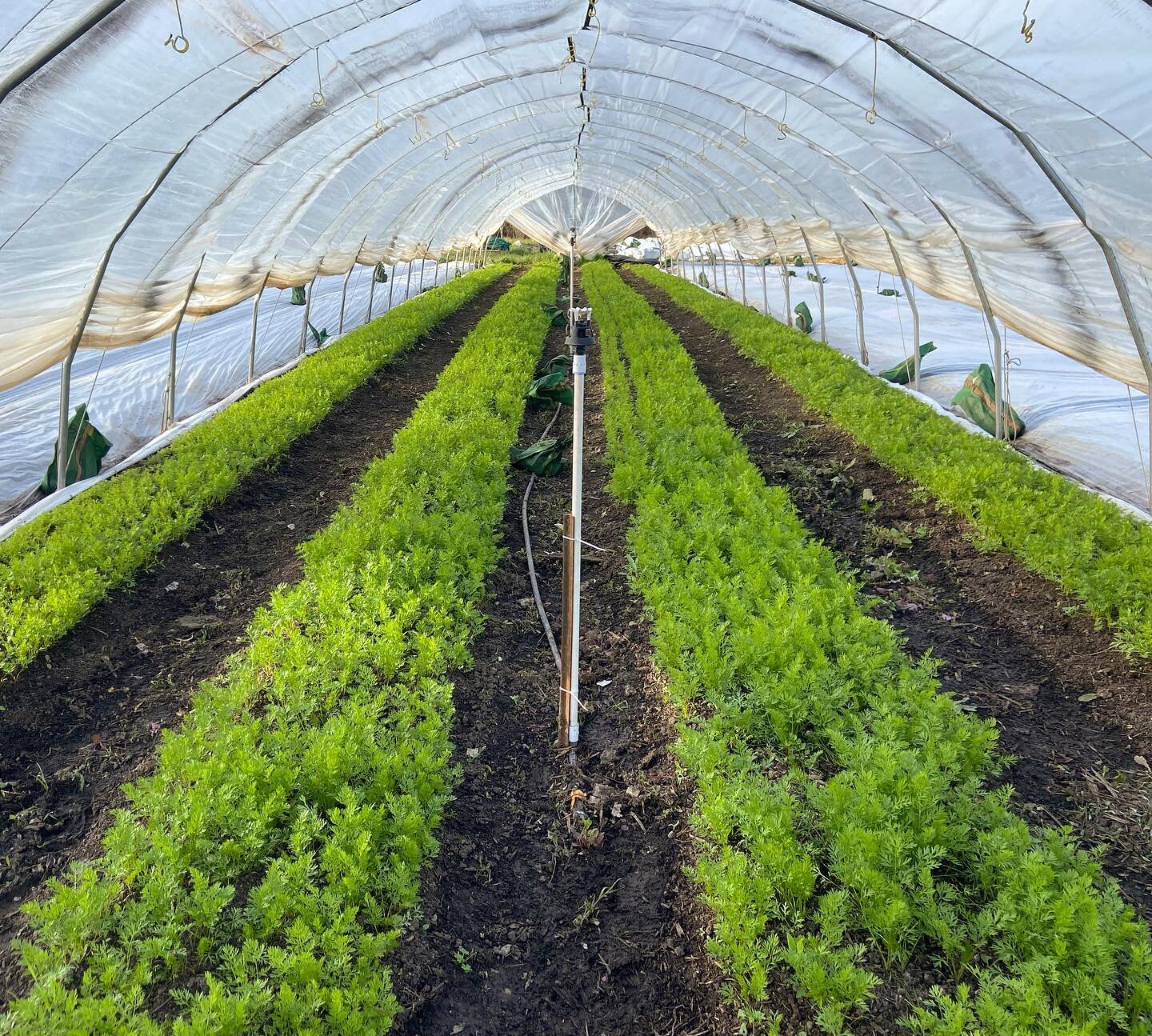 Carrots are looking mighty fine🥕🌱👌🏻
.
.
.
#farmordie #sustainability #foodtotable #communitysupportedagriculture #canadianfarmers #notill #nodig #regenerativegrower #sustainableliving #permaculture #marketgarden #growfoodnotlawns #youngfarmers #f