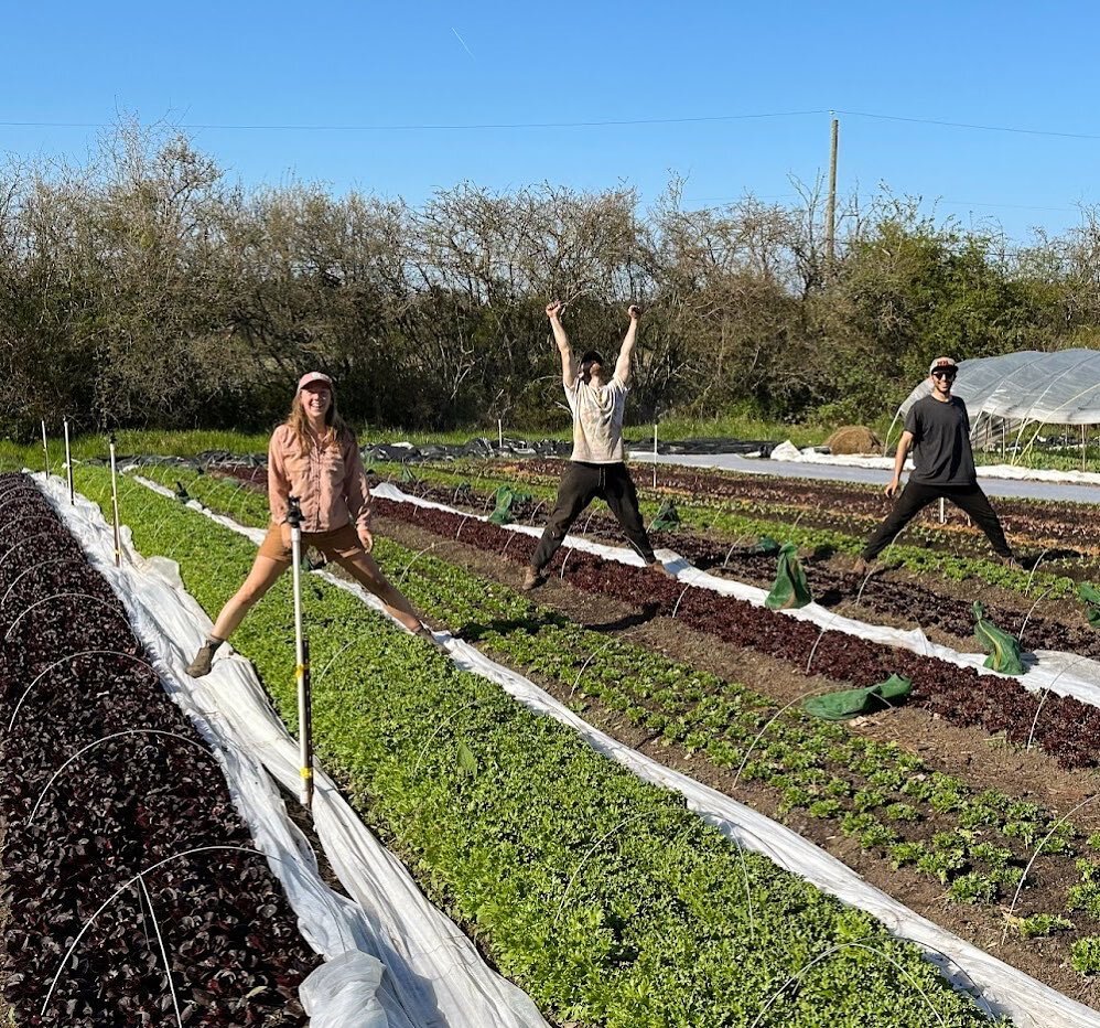 Our first box harvest is next week! We still have spots available in our CSA Veggie box program and have added a new doorstep delivery option and also a monthly payment plan (if you are wanting to try it out and see if the CSA Model is a good fit for