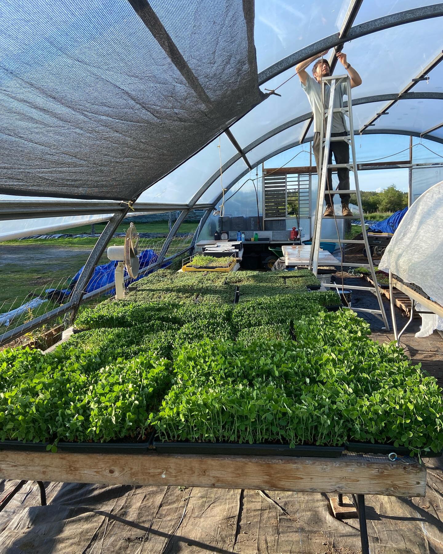 Shade is a valuable resource on the farm 🌳
Gotta protect ourselves and the plants from too much sun!☀️
.
.
.
#farmordie #regenerativegrower #sustainableliving #permaculture #recycling #microfarm #leanfarm #marketgarden #growfoodnotlawns #youngfarmer