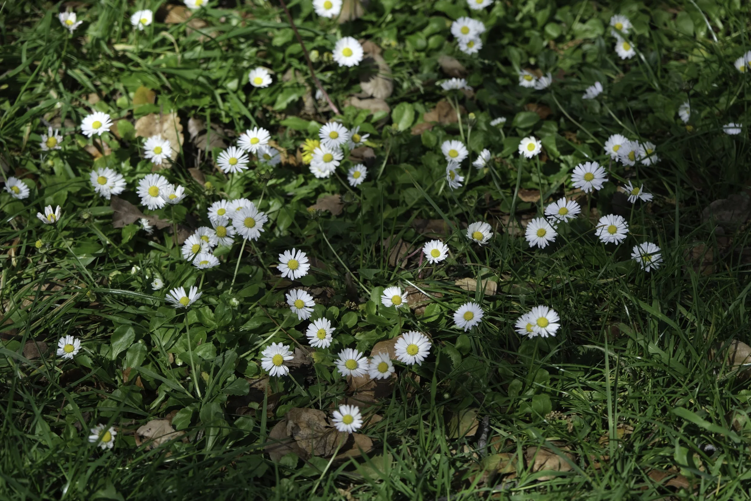DSCF4584.jpg