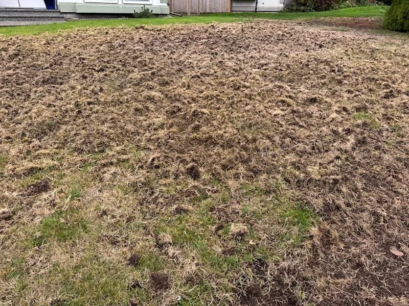 A neighbour's lawn was damaged by birds and mammals in search of nutritious grubs.