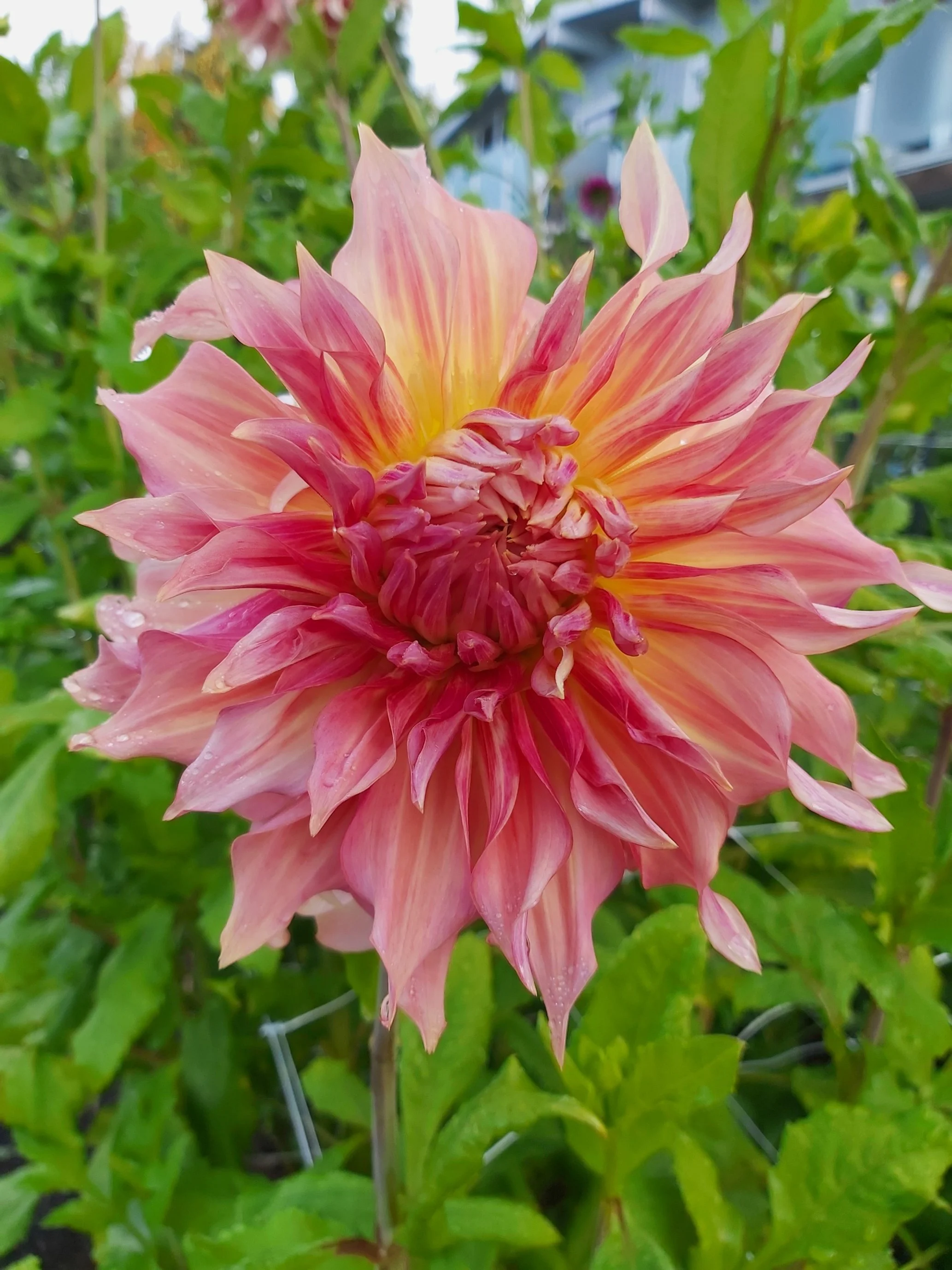 dahlia, flowers
