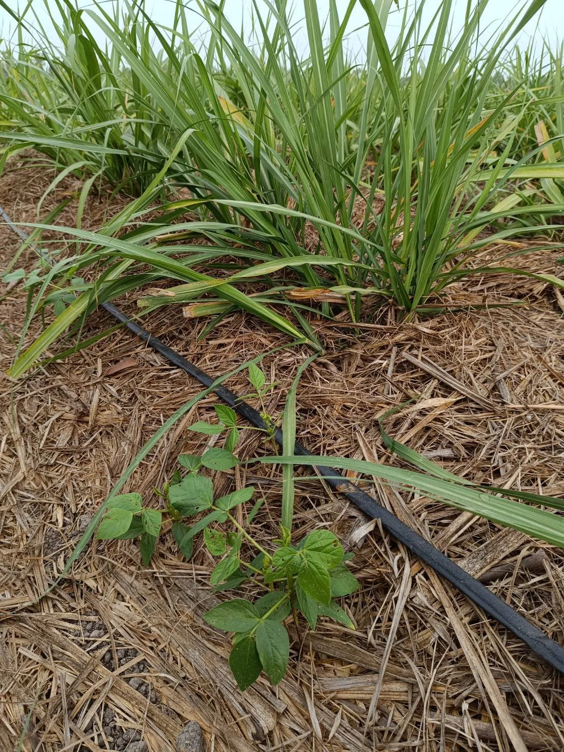 Irrigation lines delivering the farm's custom-made liquid bio-blends. Image provided by the farm team.