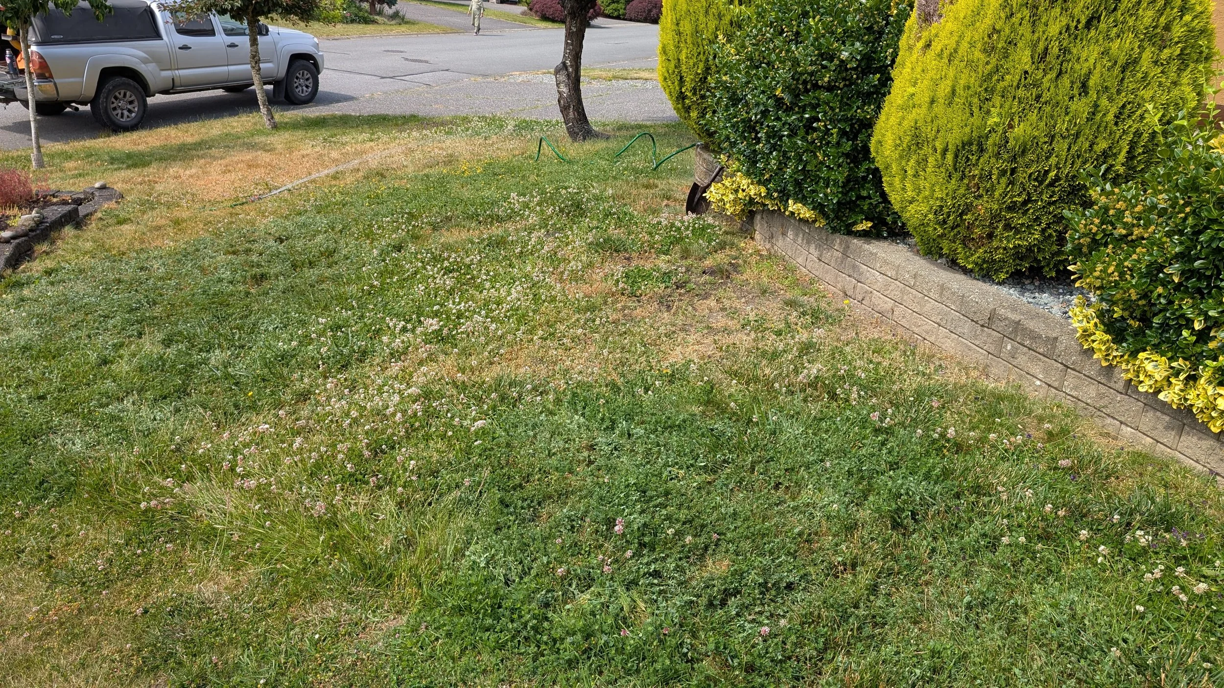 The lawn before living soil treatment