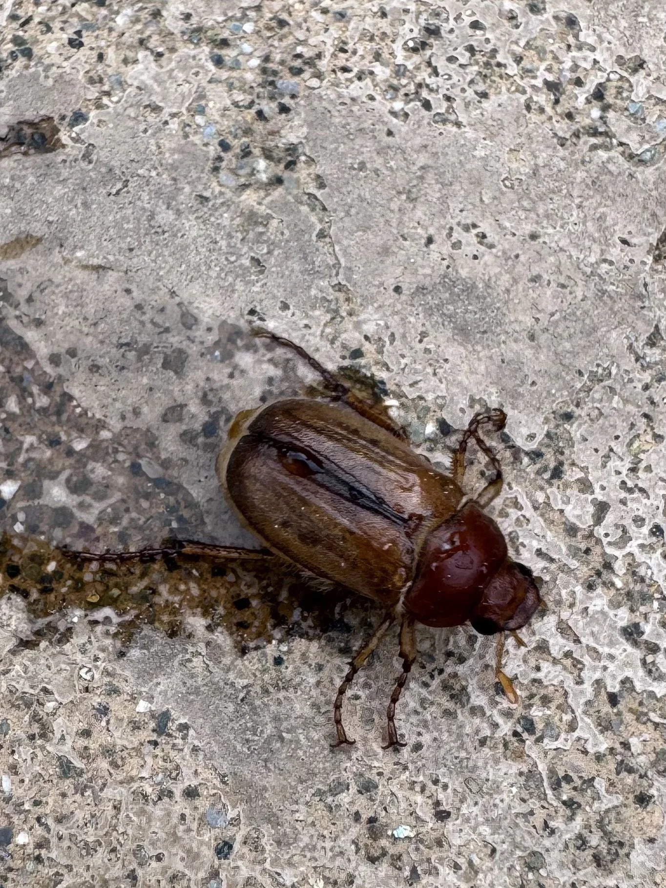 Adults beetles were prevalent during our time there.