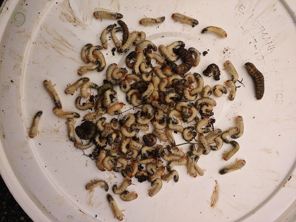 European chafer grubs and cutworm discovered from a client's lawn.