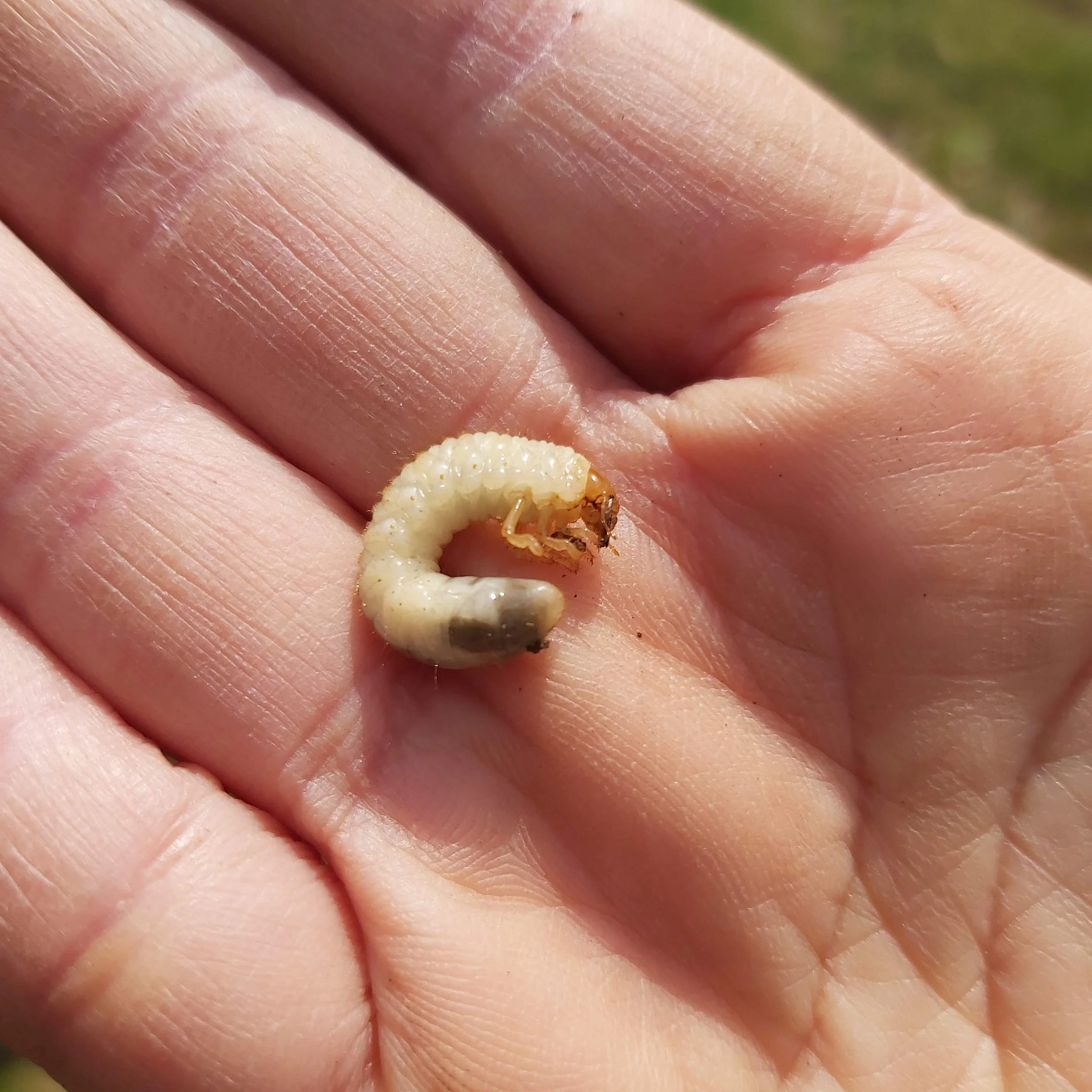European chafer grub