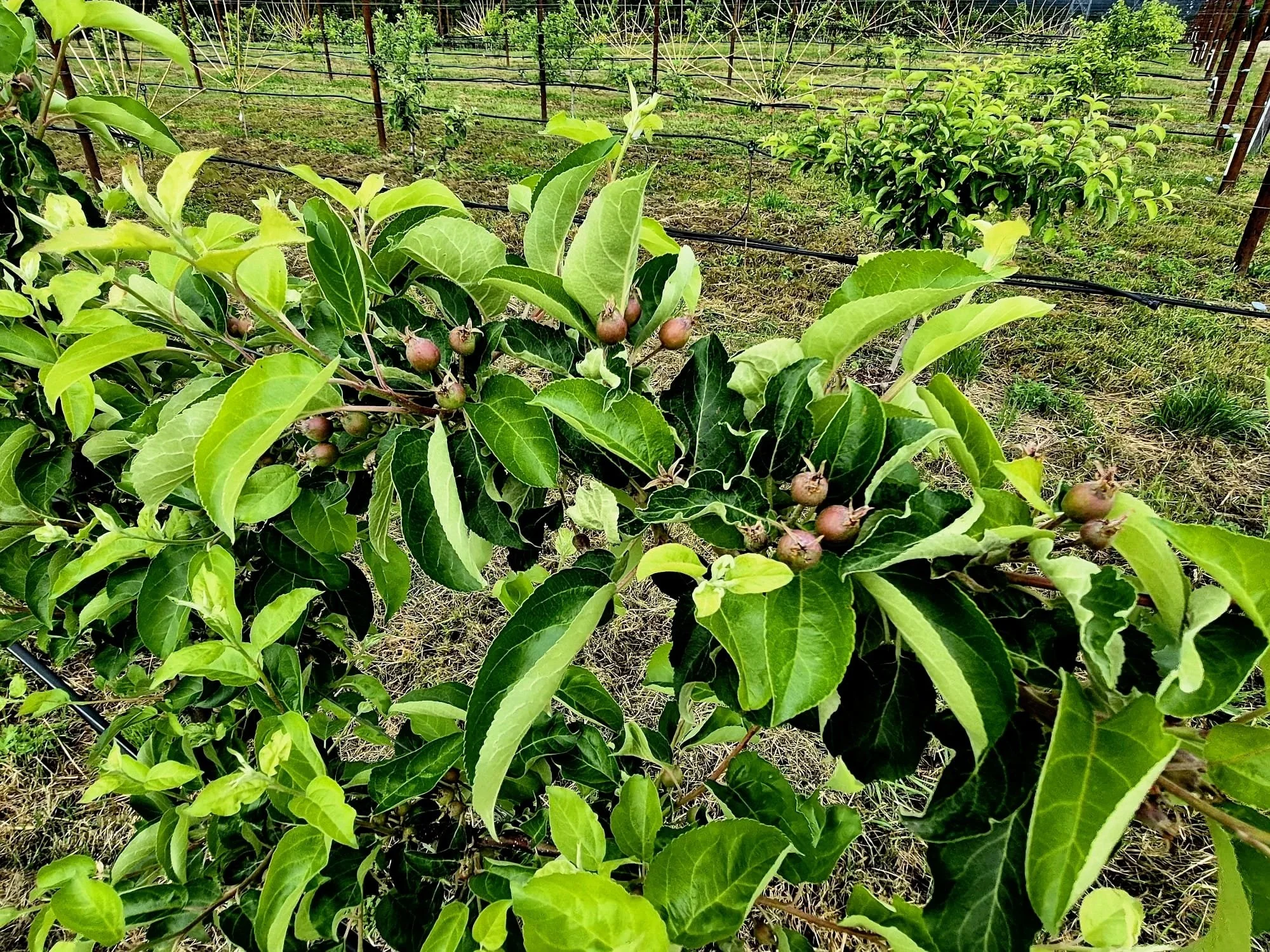 apple tree in living soil