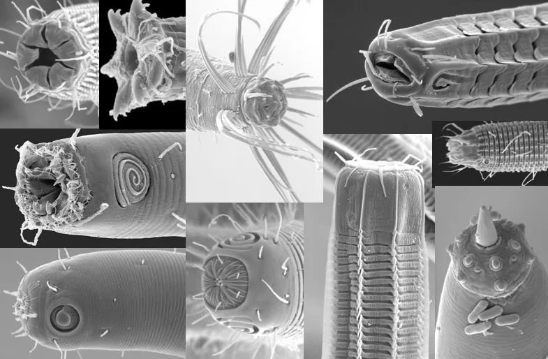 Nematode microbiome.
