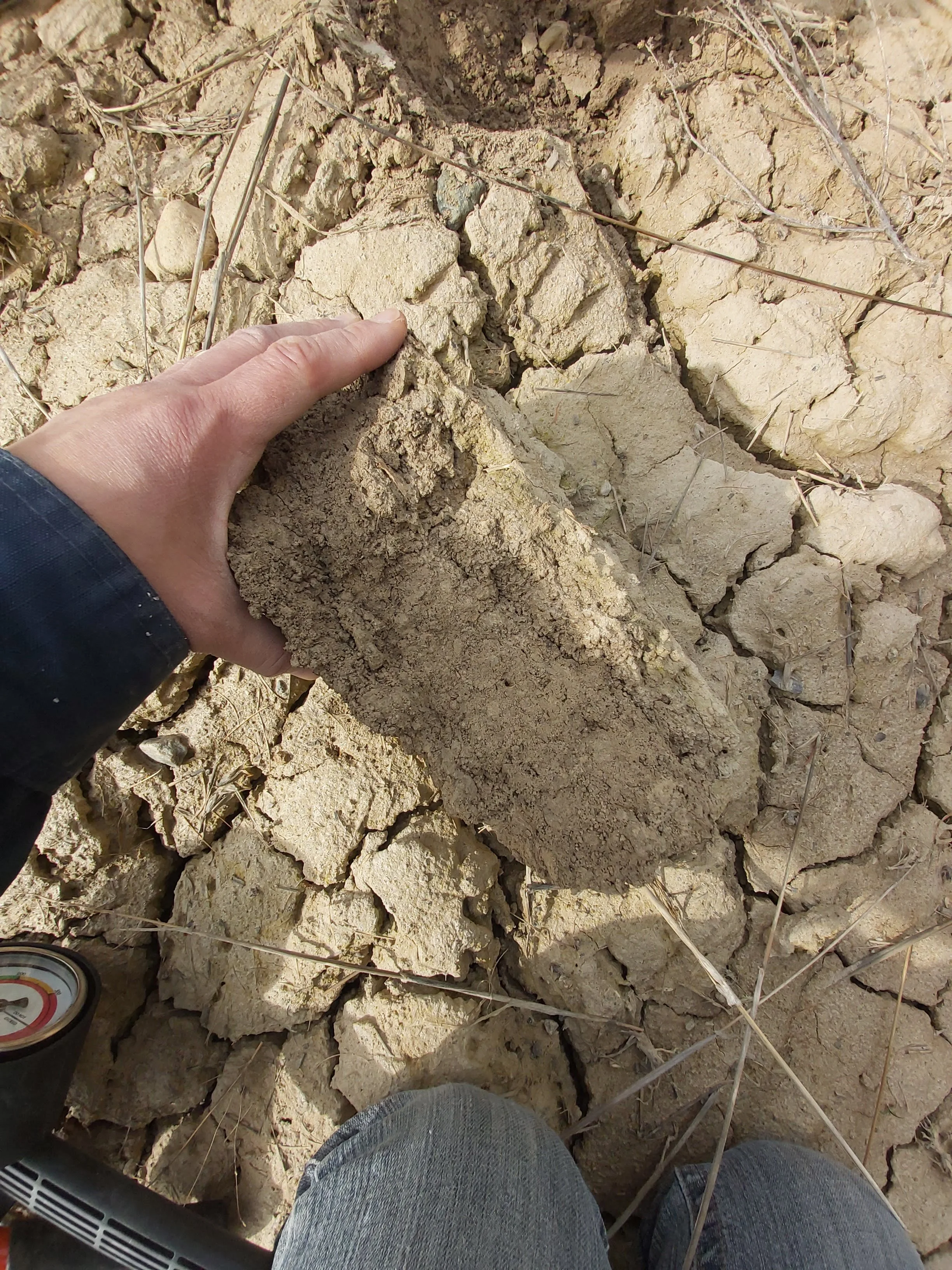 compacted soil.