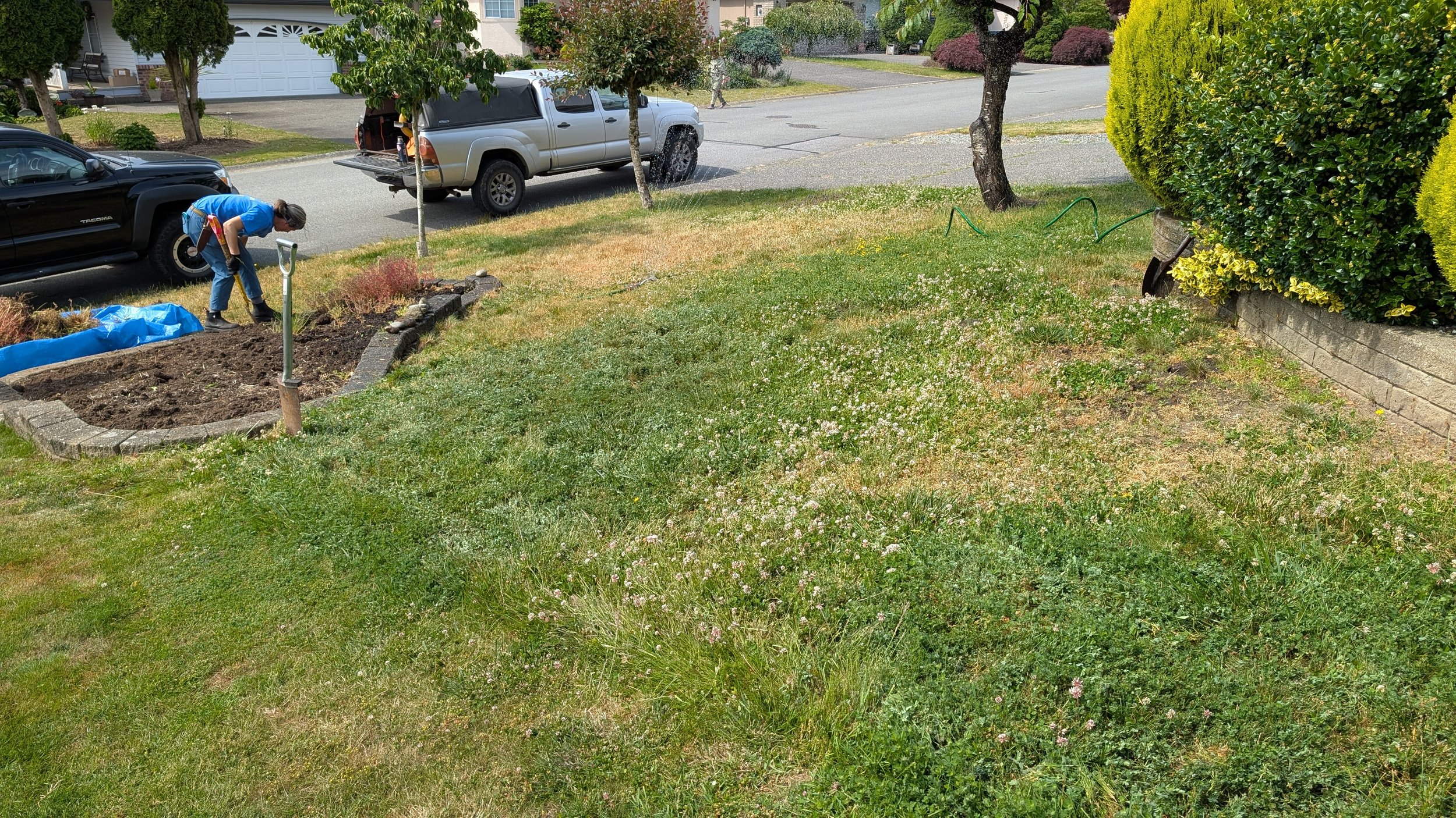 Another angle of the sickly lawn.