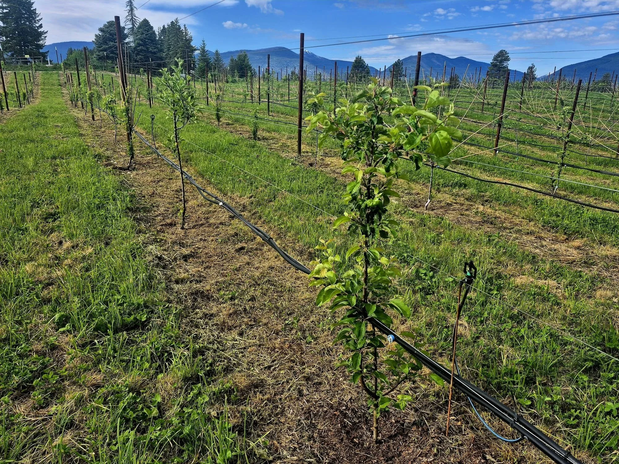 orchard using soil health practices