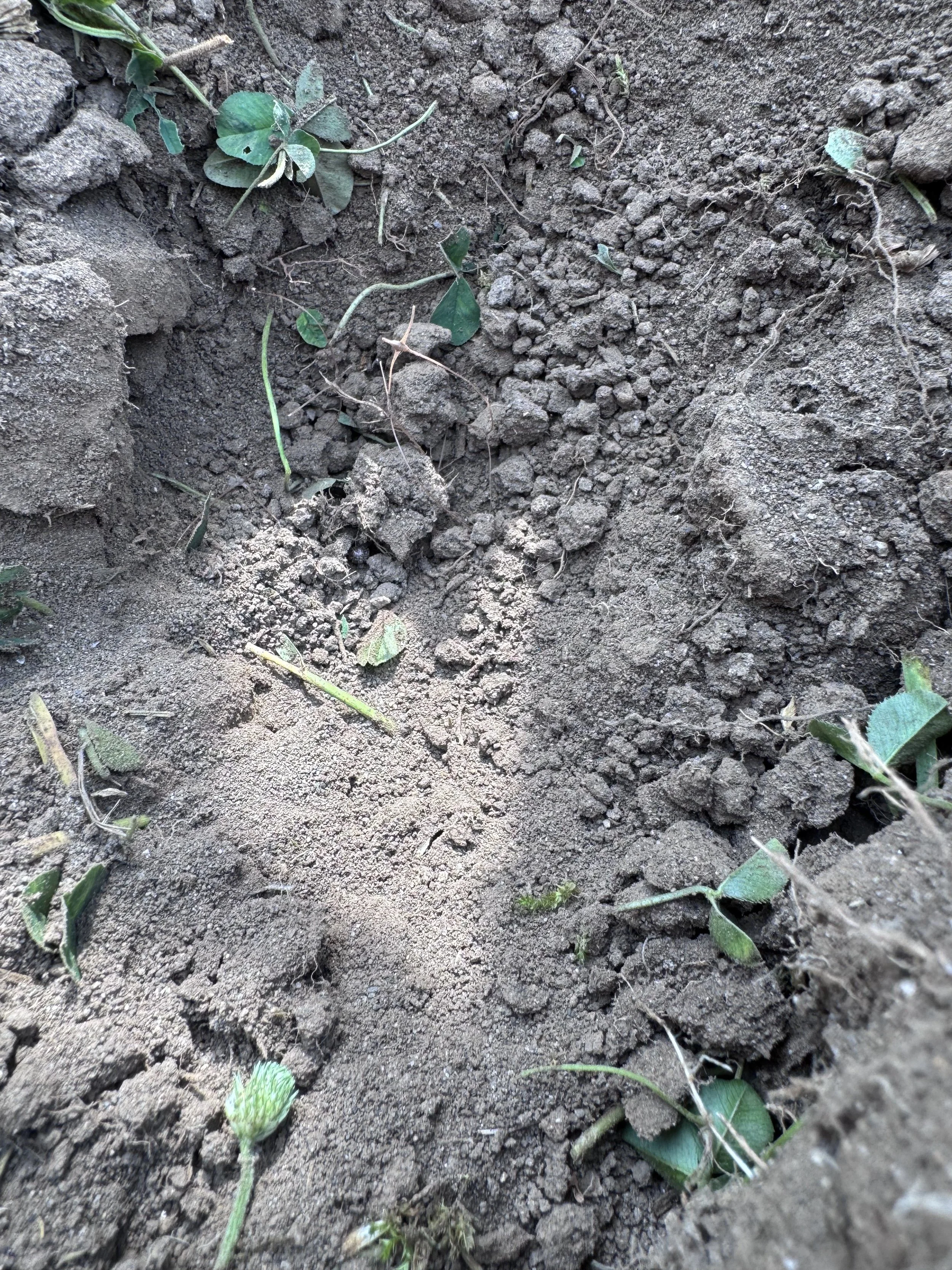 Structureless, dead soil.