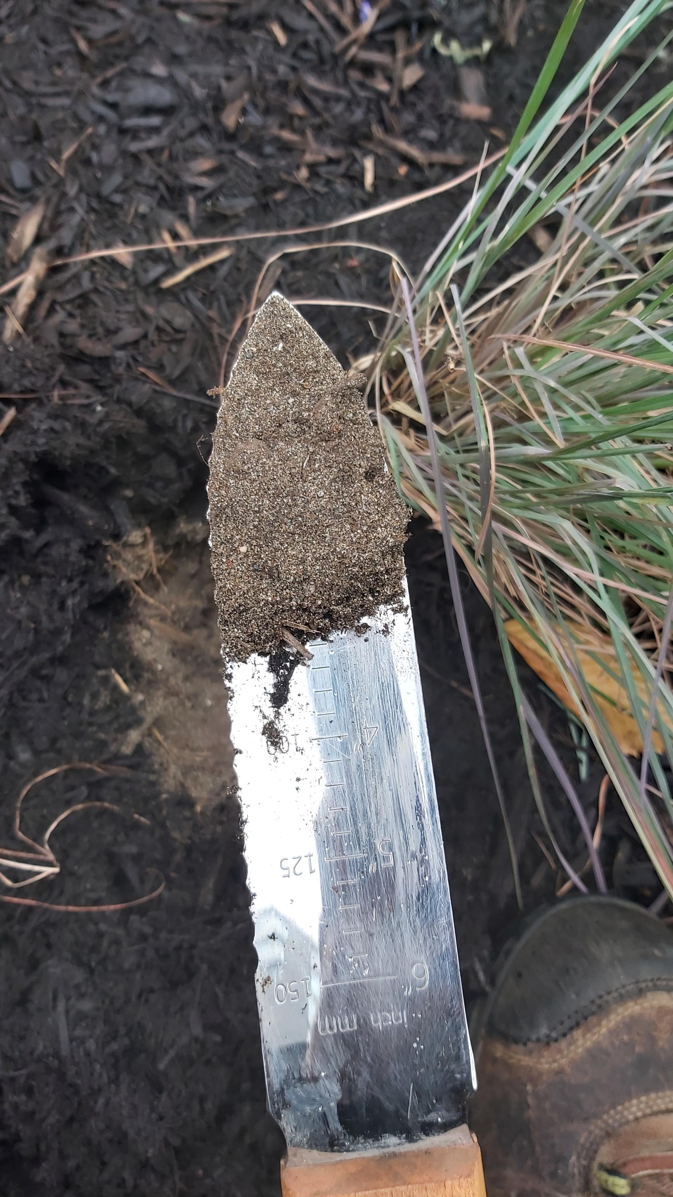 Sandy soil texture