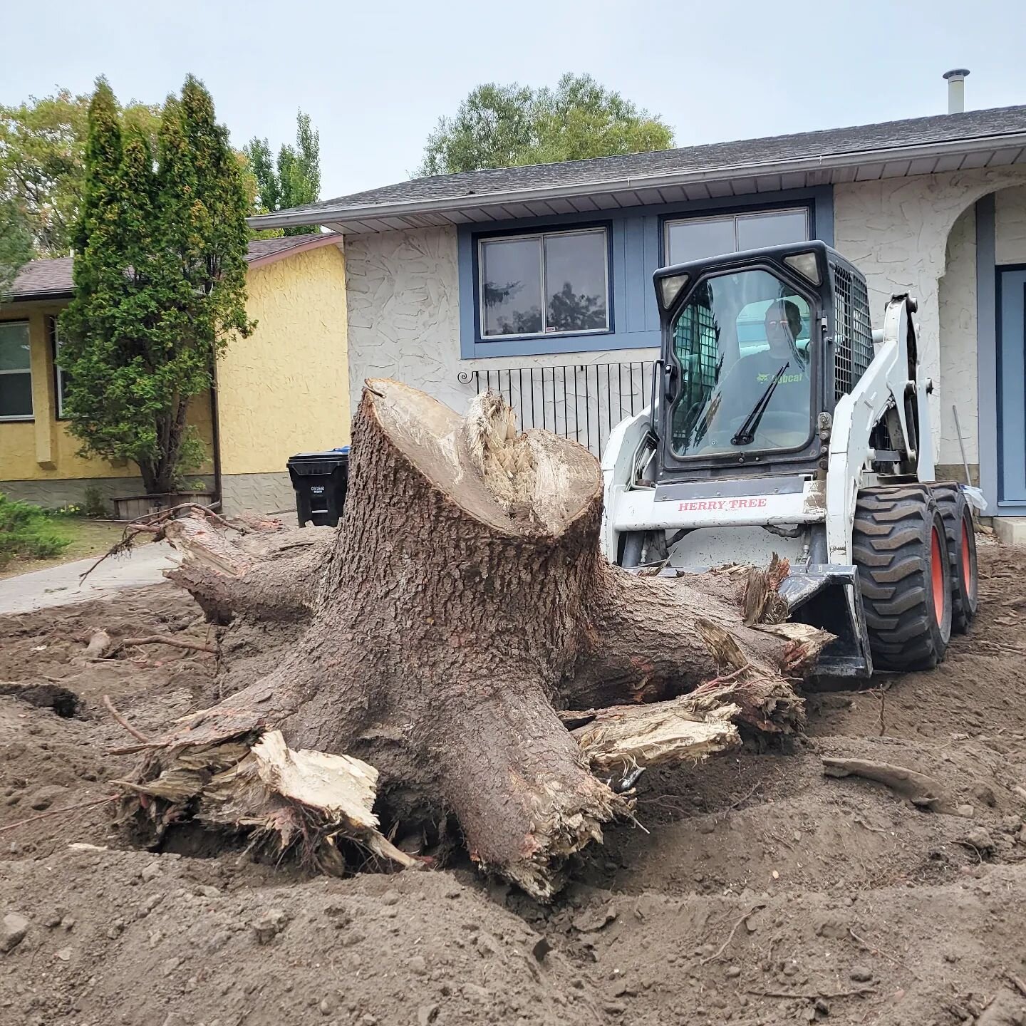 Tree removal, most companies leave the stump.  We can do the complete job.

 This tree was 36 years old!