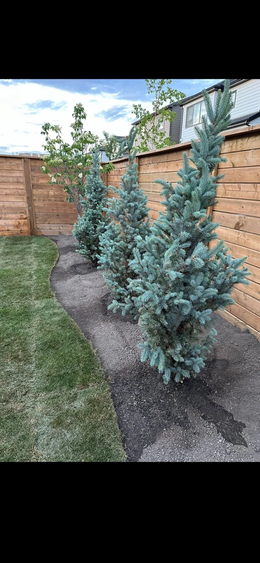 Backyard tree planting - Lauren H.jpg