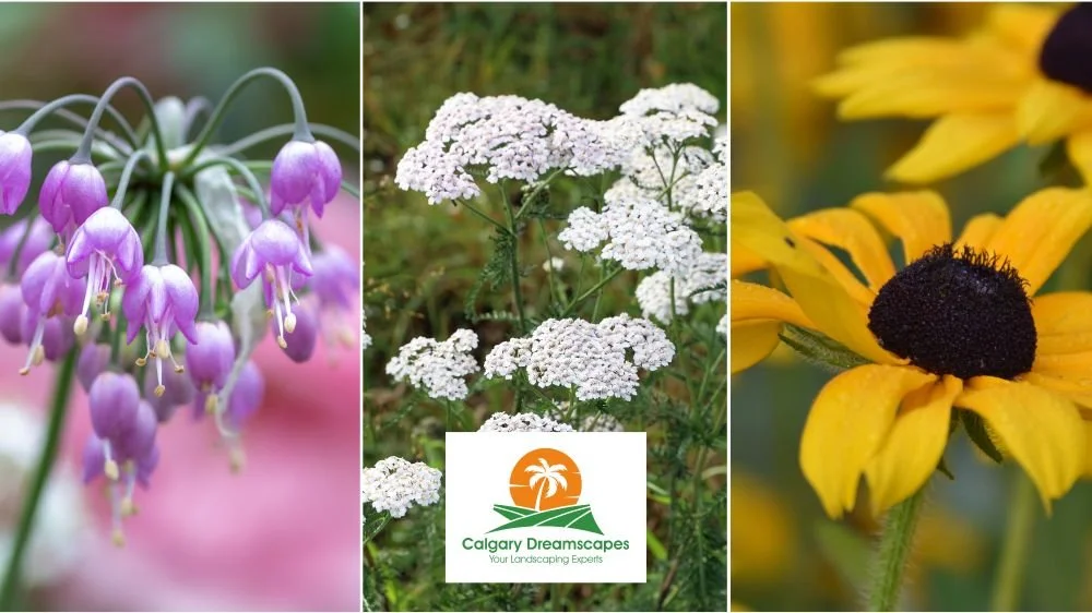 Top 20 Native Flowers & Perennials for Resilient Calgary Gardens